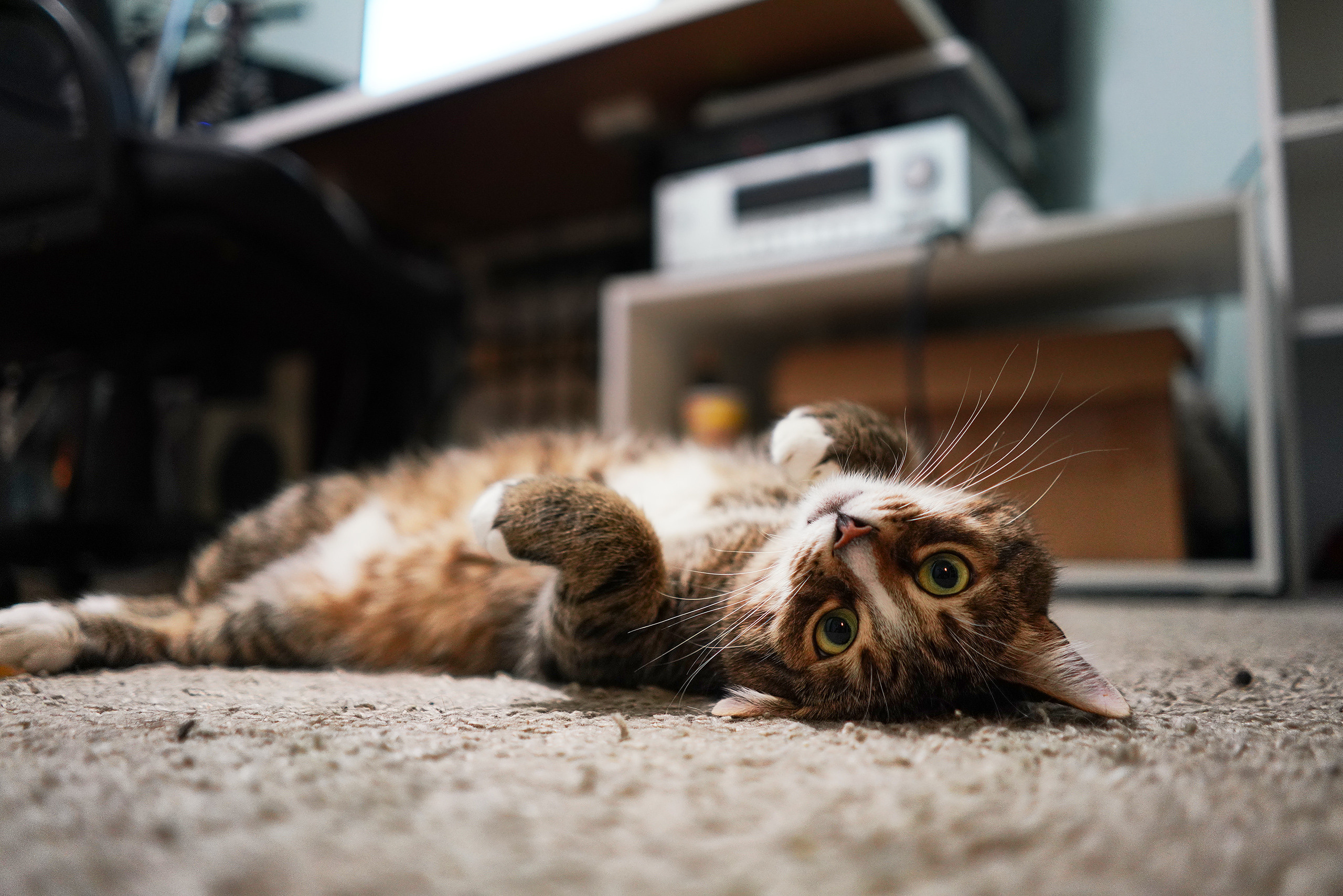 Услуги. Портретный фотограф в Москве Ланин Сергей