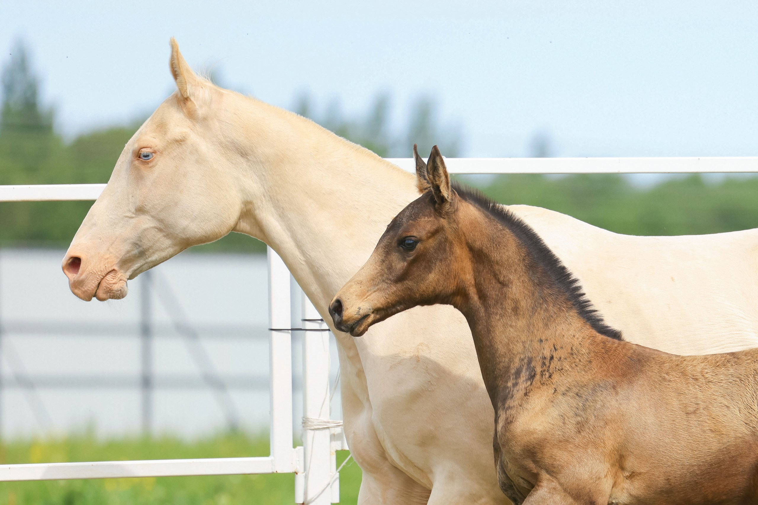 Амиданая. Продажа ахалтекинских и полукровных лошадей