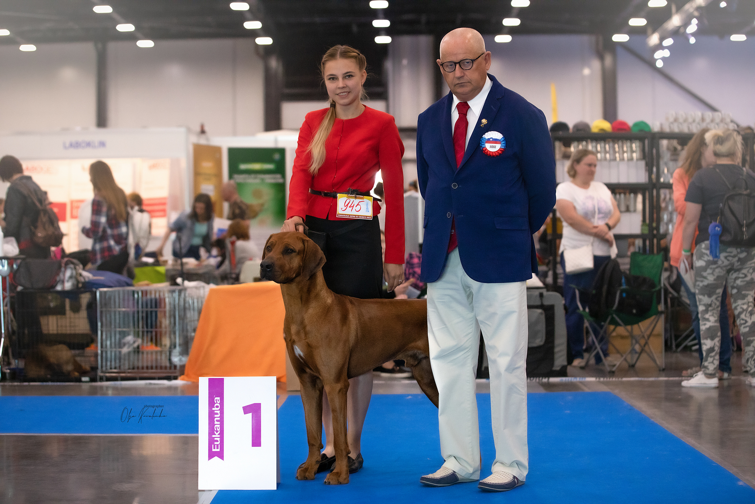 Выставочная деятельность родезийского риджбека Adhamas Geni Nala (Алан. Rhodesian ridgeback Adhamas Geni Nala