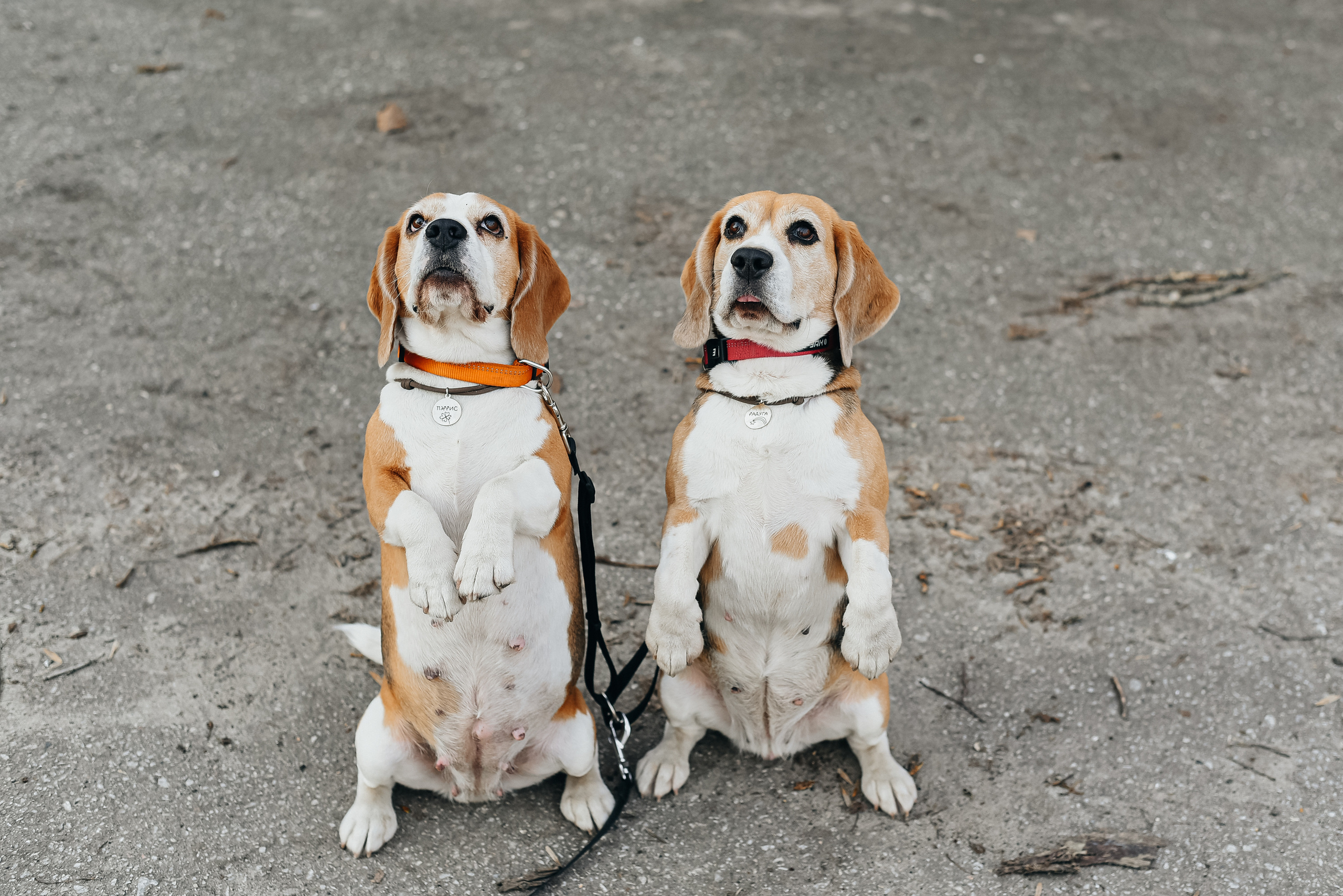 Фотопрогулка с собакой. Фотограф Москва
