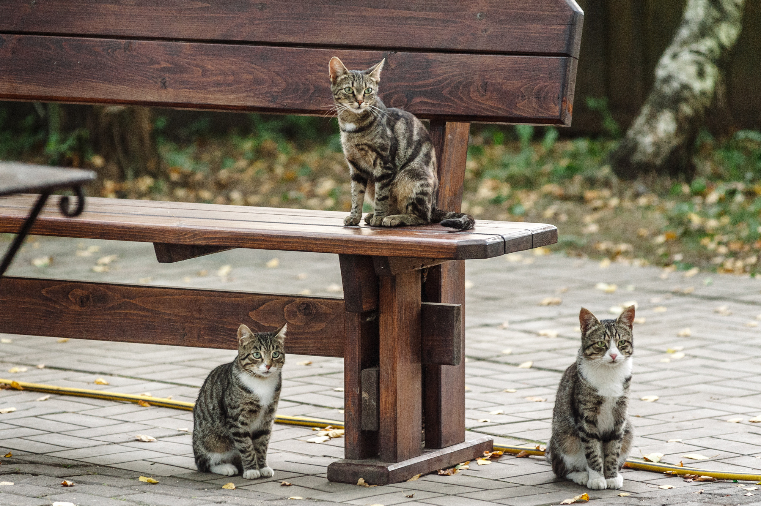 Котогеометрия на семейной съемке. Семейный фотограф в Москве Елена Снегирева