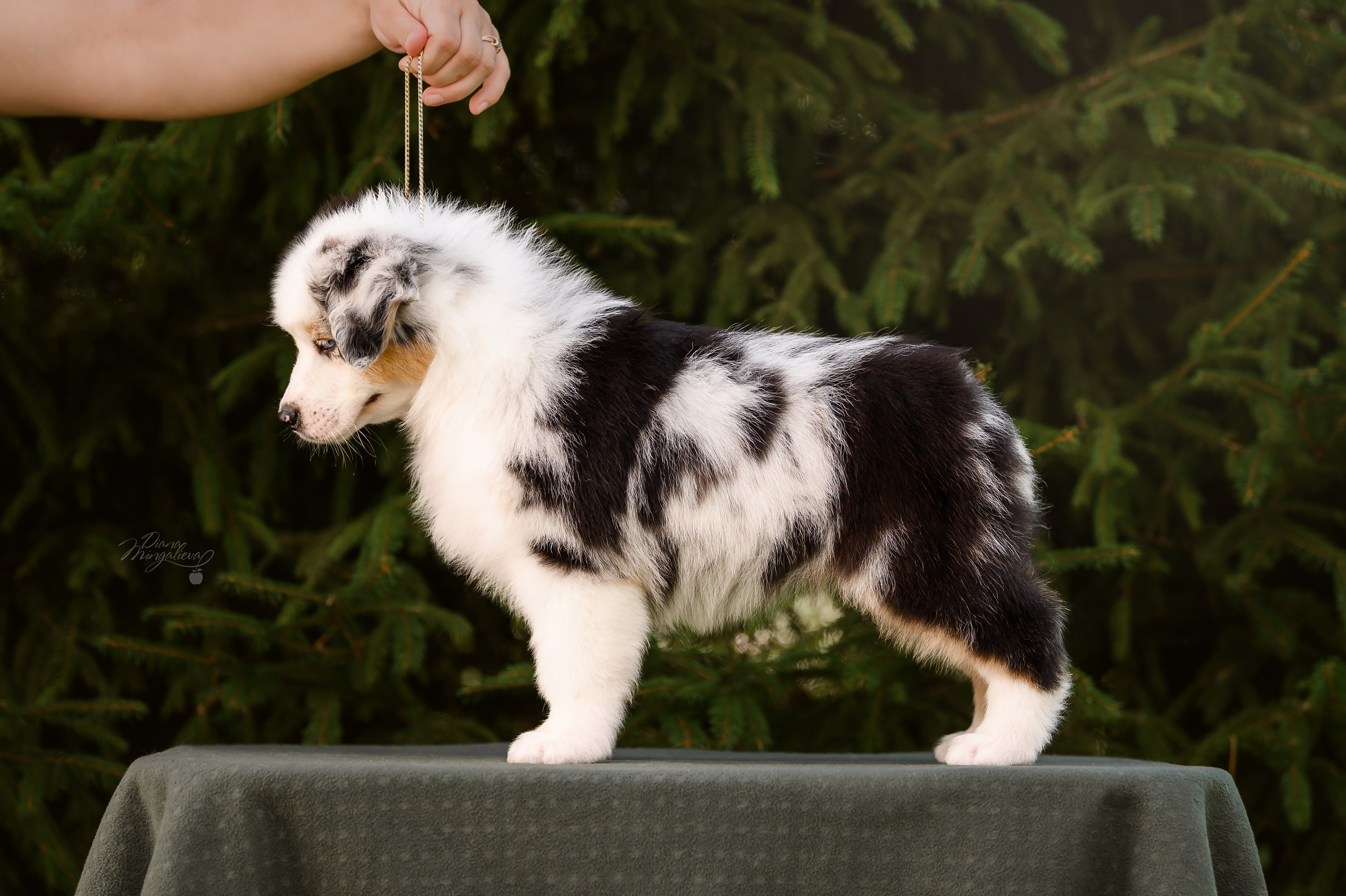 ПОМЕТ Д. Питомник австралийских овчарок «APPLEDORE»