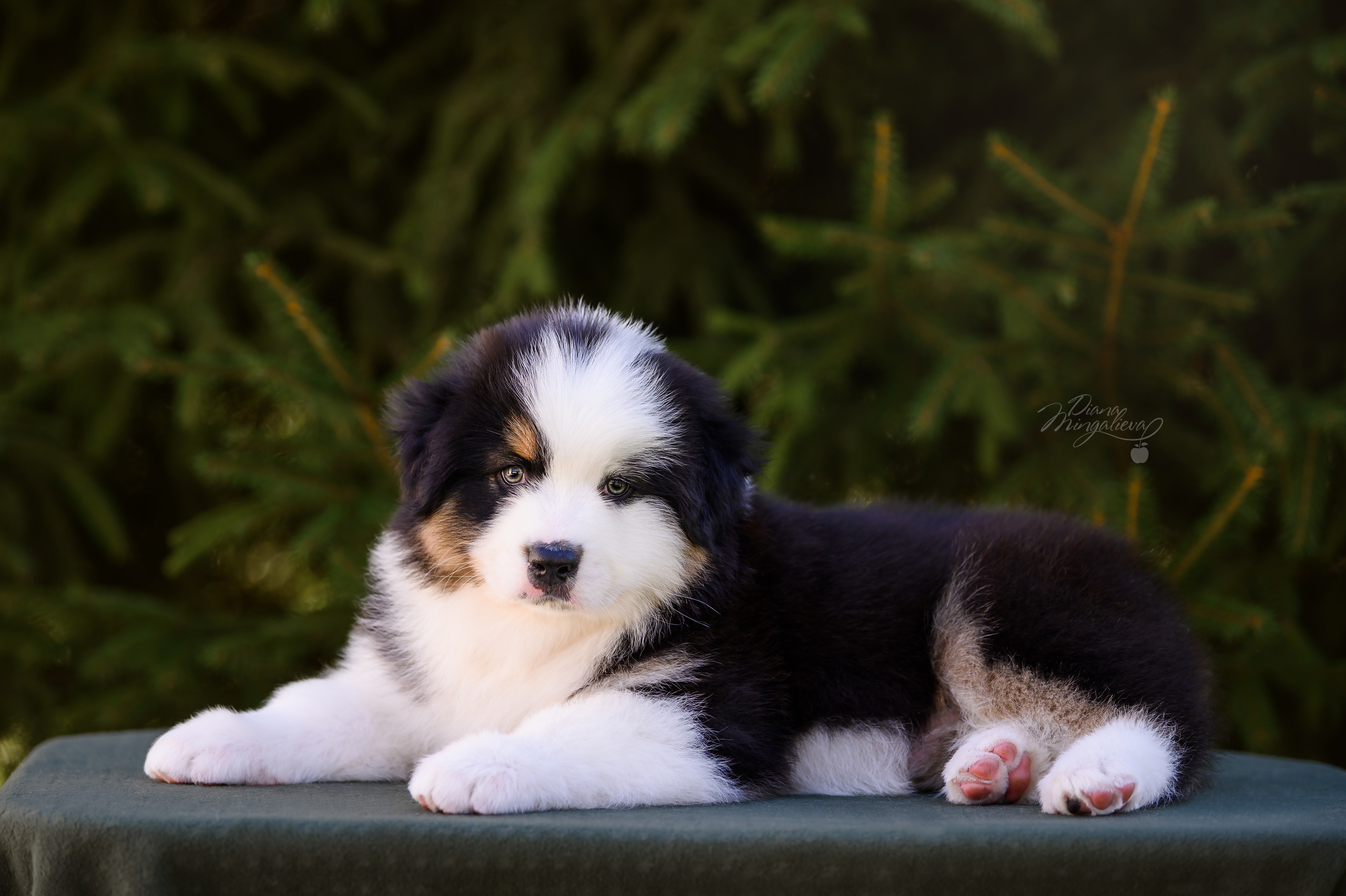 ПОМЕТ Д. Питомник австралийских овчарок «APPLEDORE»