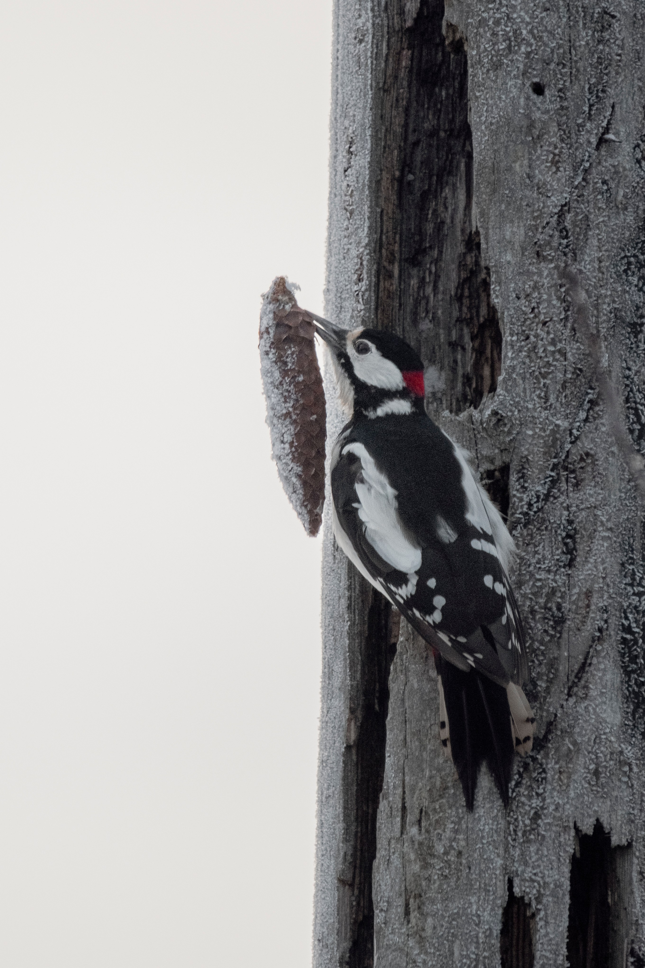 Images of wildlife. Artisistic photographs of Lena Sokolova