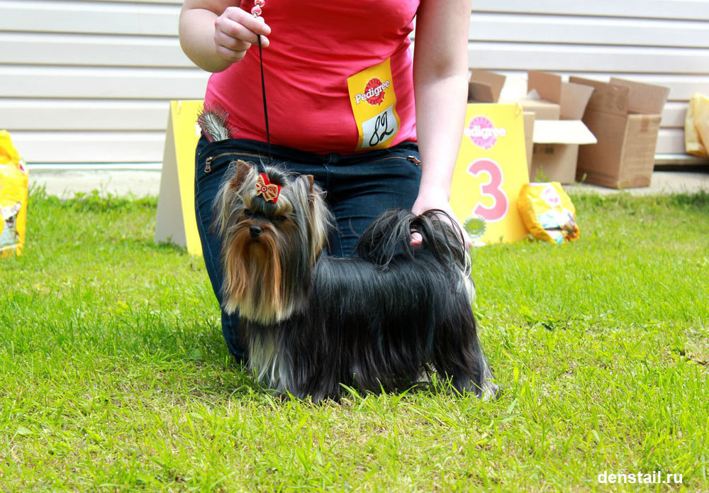 2015 г Результаты выставок. Питомник Йоркширских терьеров Дэнстайл в Санкт-Петербурге заводчик Тих