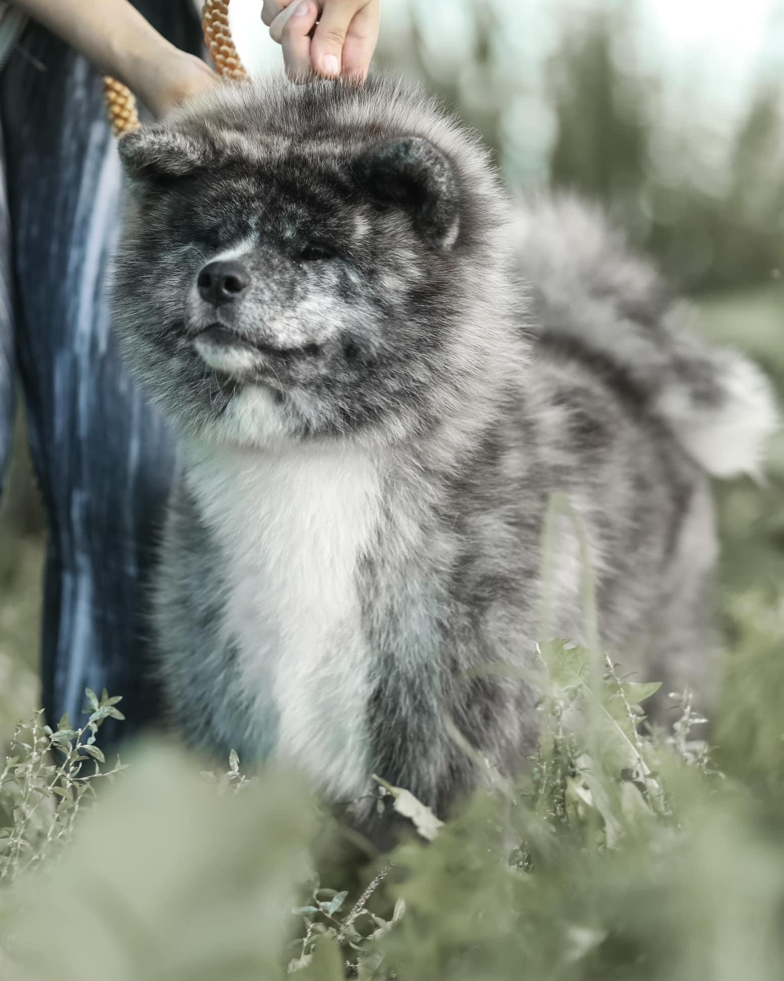 Female. Kennel Akita inu