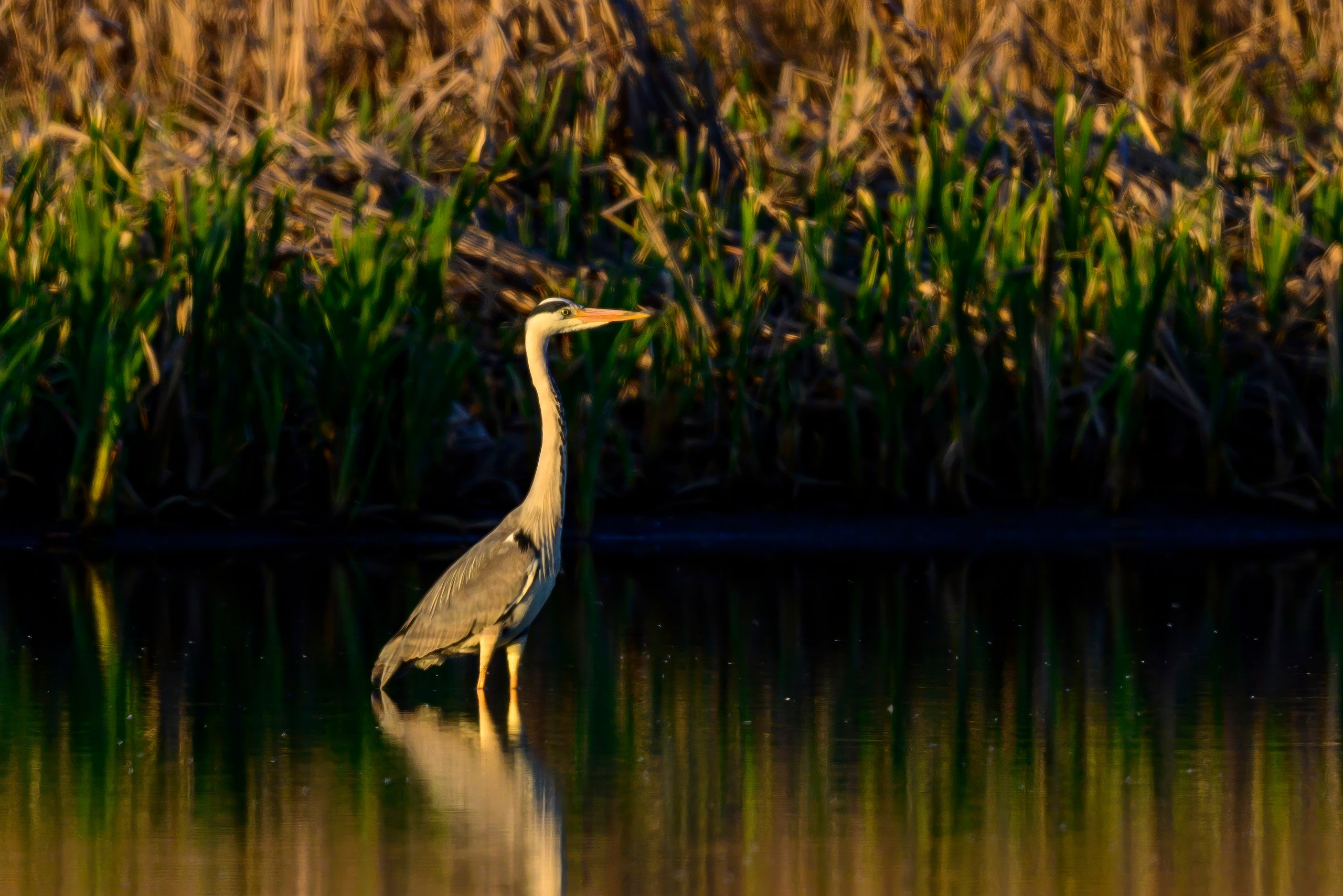 Цапли и совы. Wildlife photography by Sergey Puponin