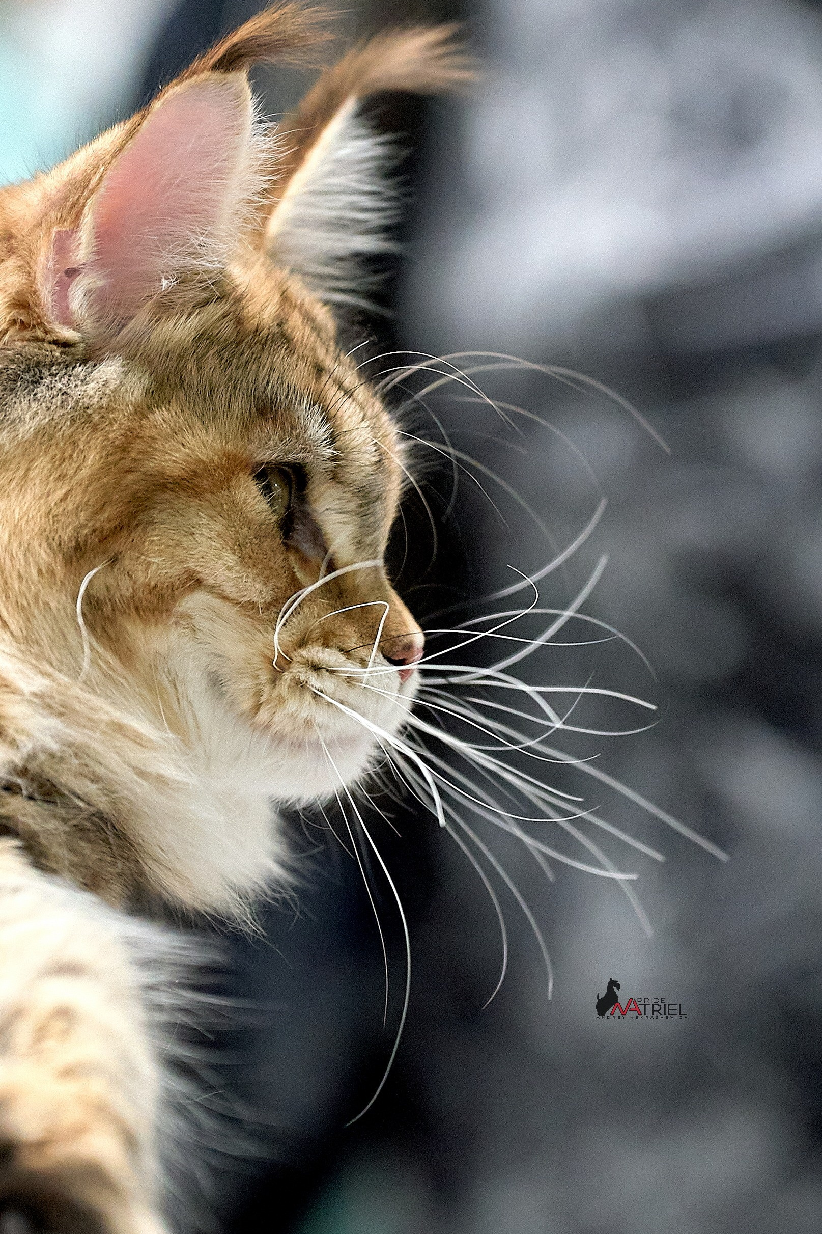 фото кошек котов портрет усы