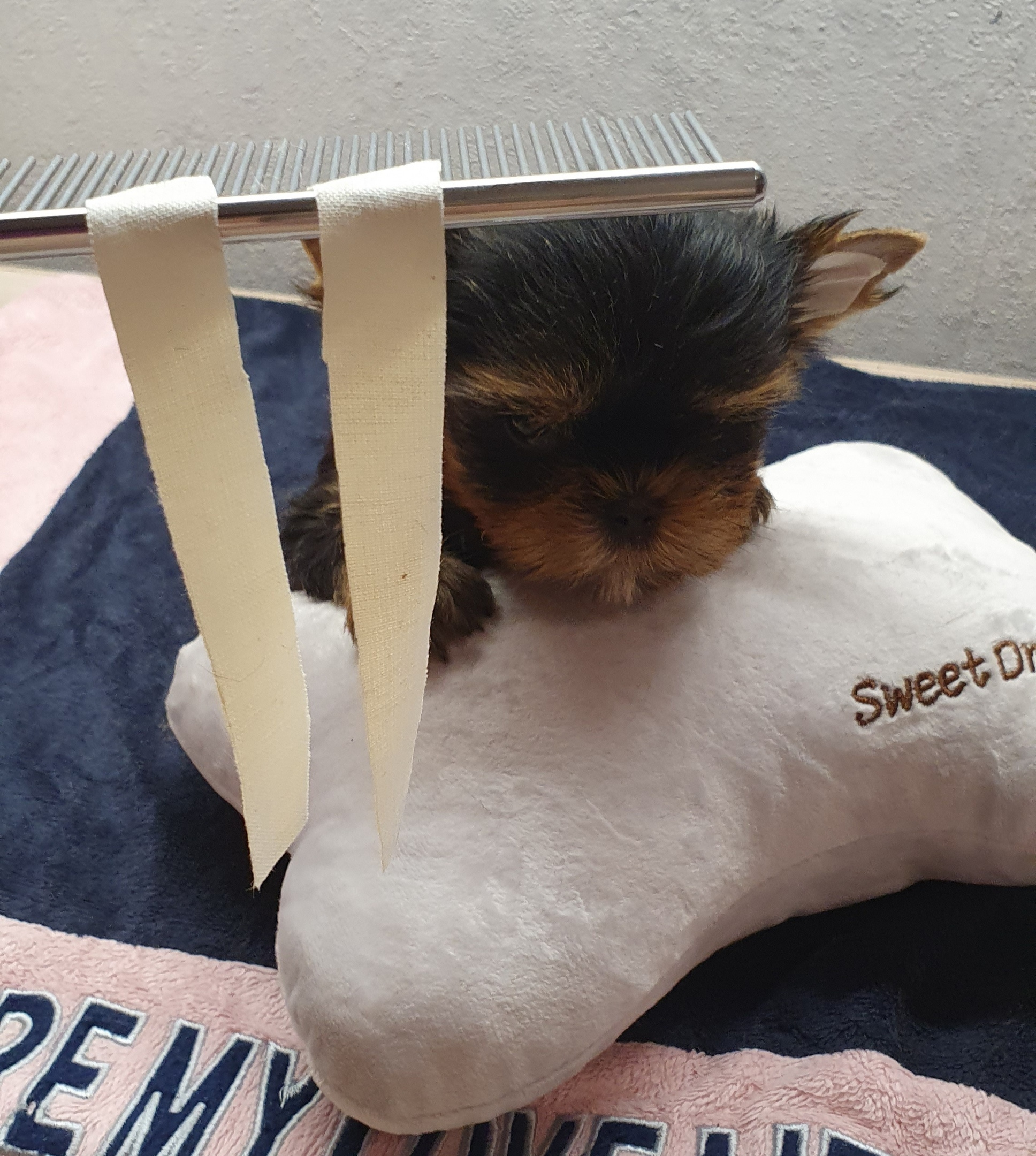 Как приклеить уши щенку Йоркширского Терьера. Питомник Йоркширских терьеров Дэнстайл в Санкт-Петербурге заводчик Тих