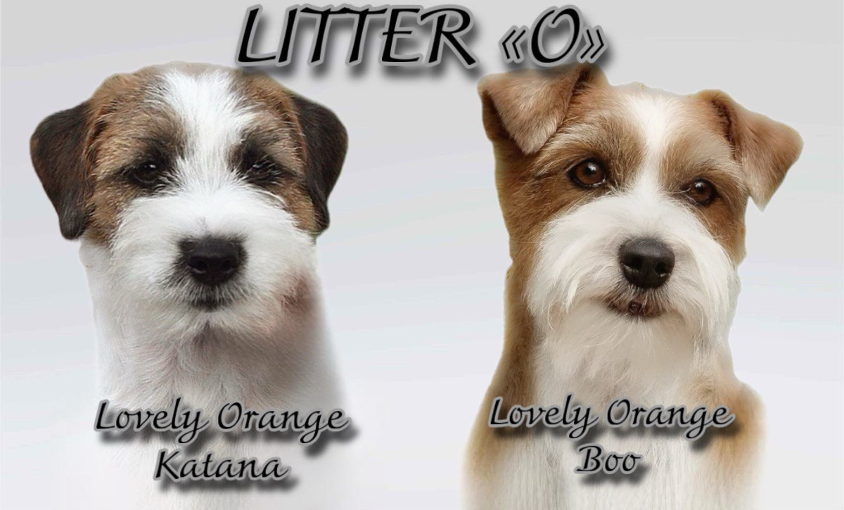 Lovely-Orange питомник джек рассел терьеров