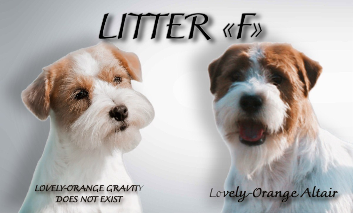 Lovely-Orange питомник джек рассел терьеров