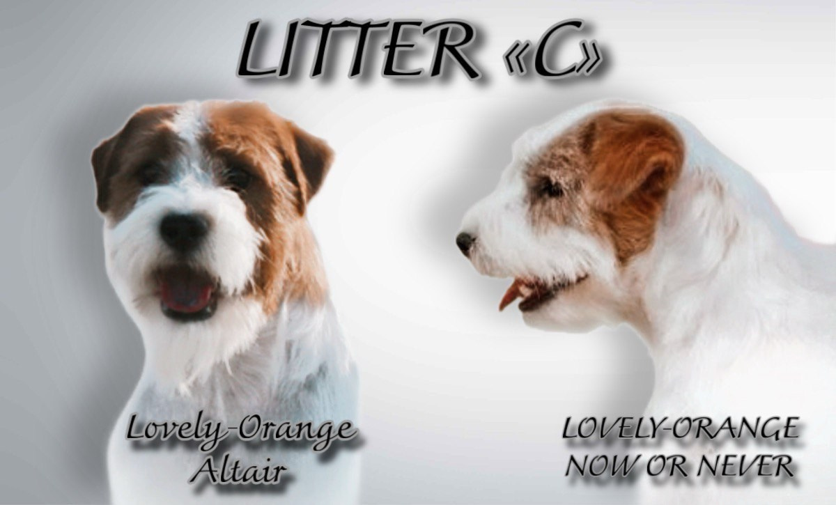 Lovely-Orange питомник джек рассел терьеров