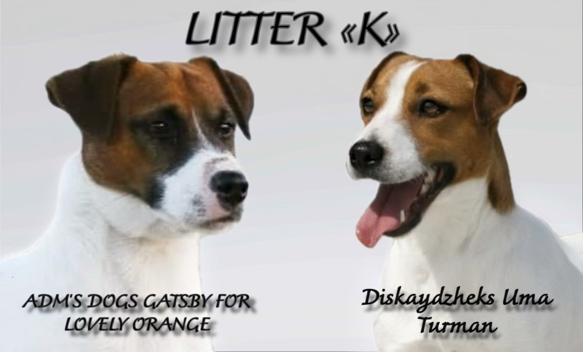 Lovely-Orange питомник джек рассел терьеров