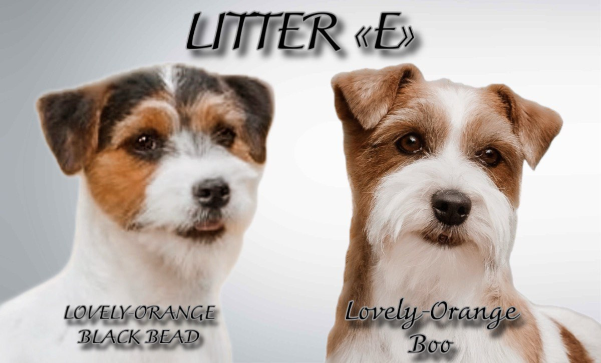 Lovely-Orange питомник джек рассел терьеров