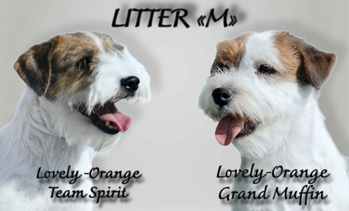Lovely-Orange питомник джек рассел терьеров