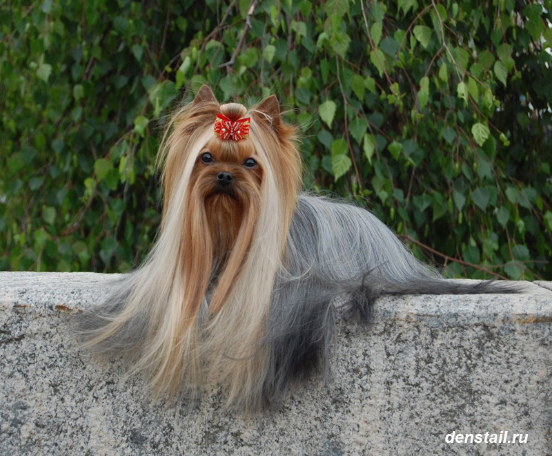 Beloved Cookie Stribrne Prani. Питомник Йоркширских терьеров Дэнстайл в Санкт-Петербурге заводчик Тих