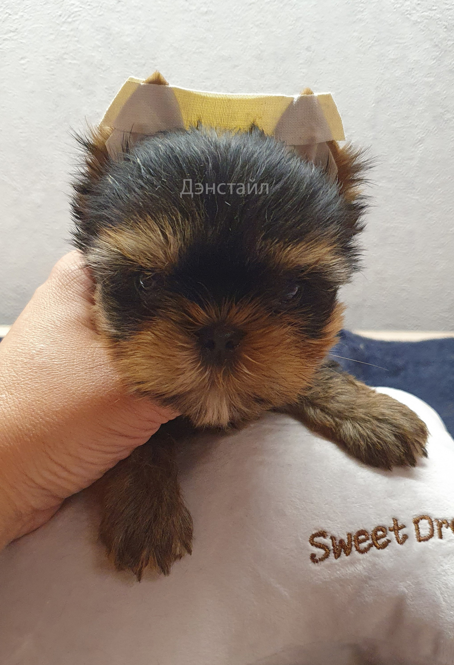 Как приклеить уши щенку Йоркширского Терьера. Питомник Йоркширских терьеров Дэнстайл в Санкт-Петербурге заводчик Тих