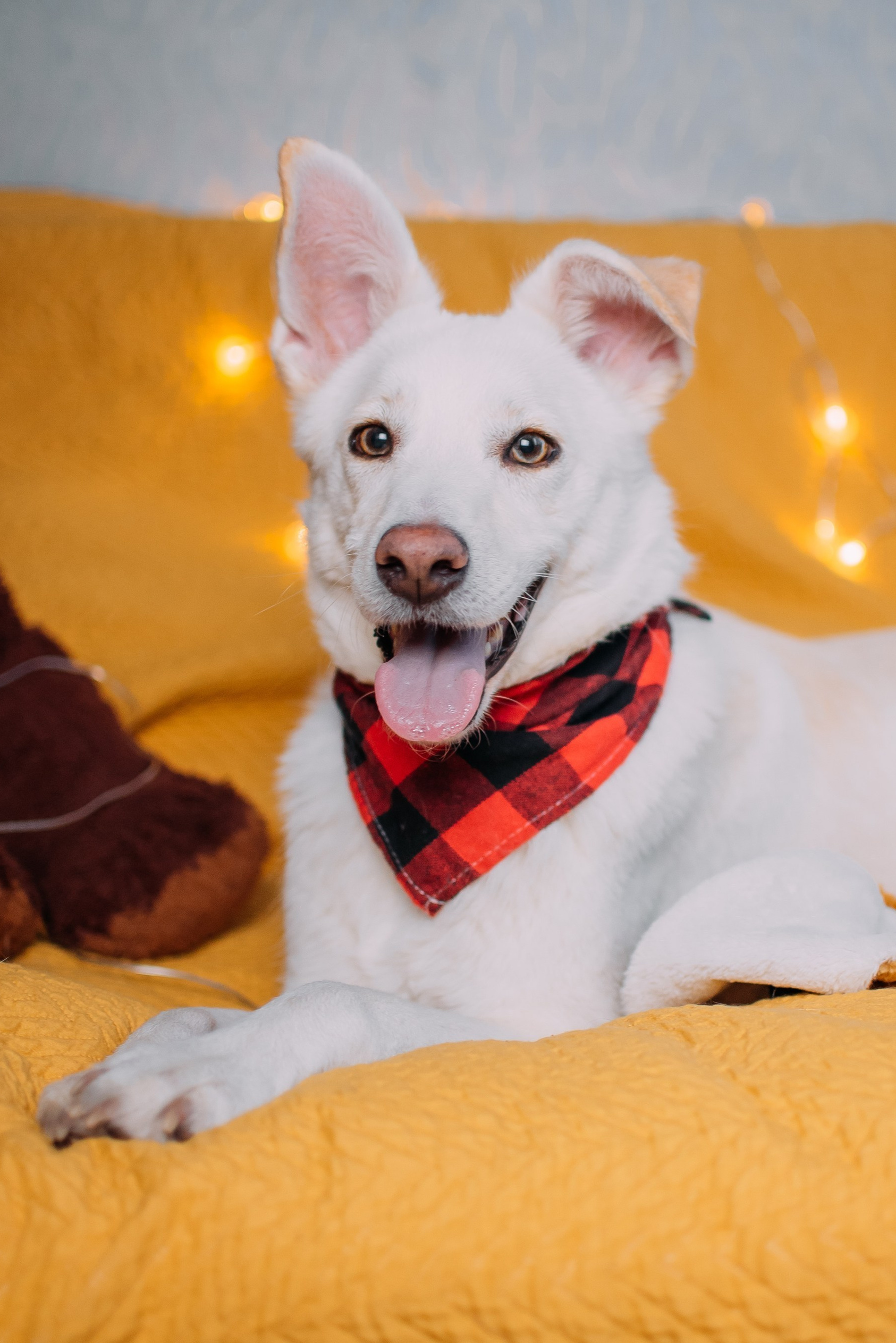 Животные на пристройство. Фотограф-анималист Валерия, Москва, Мытищи