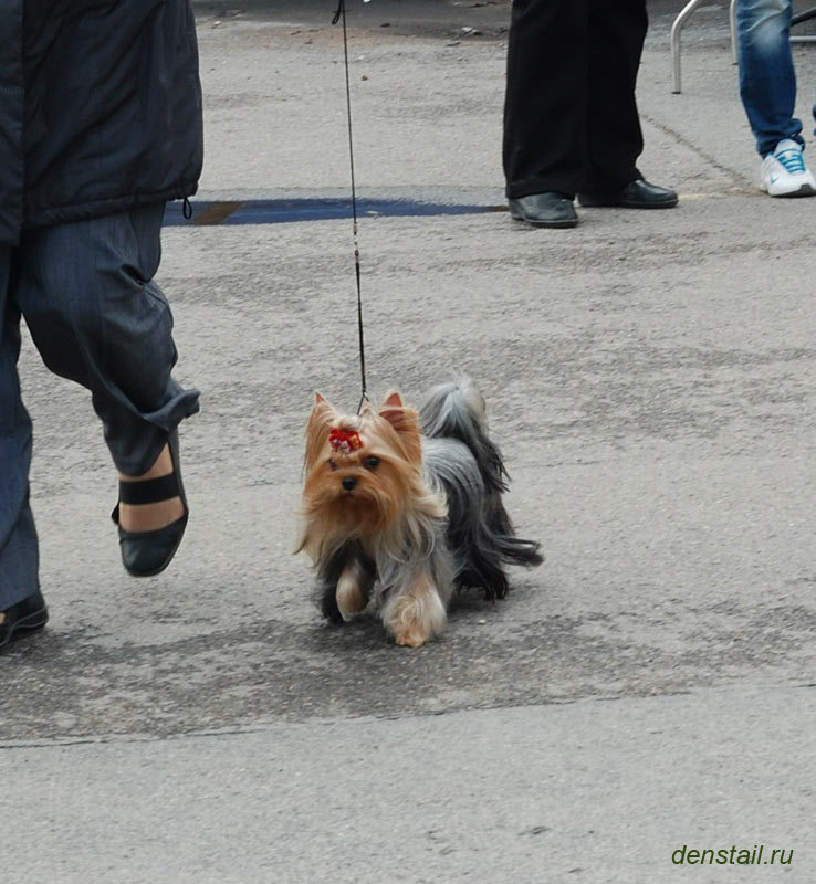 Дэнстайл Империя. Питомник Йоркширских терьеров Дэнстайл в Санкт-Петербурге заводчик Тих
