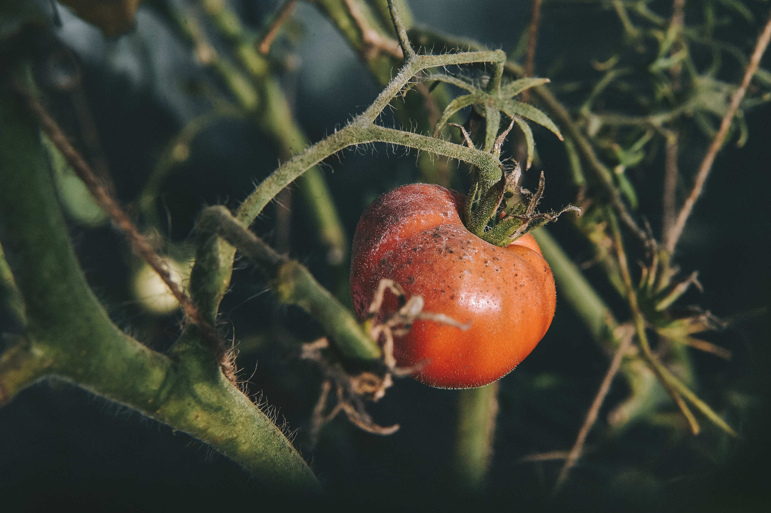 Шапкин. Репортажный фотограф в Москве Березуцкий Клим