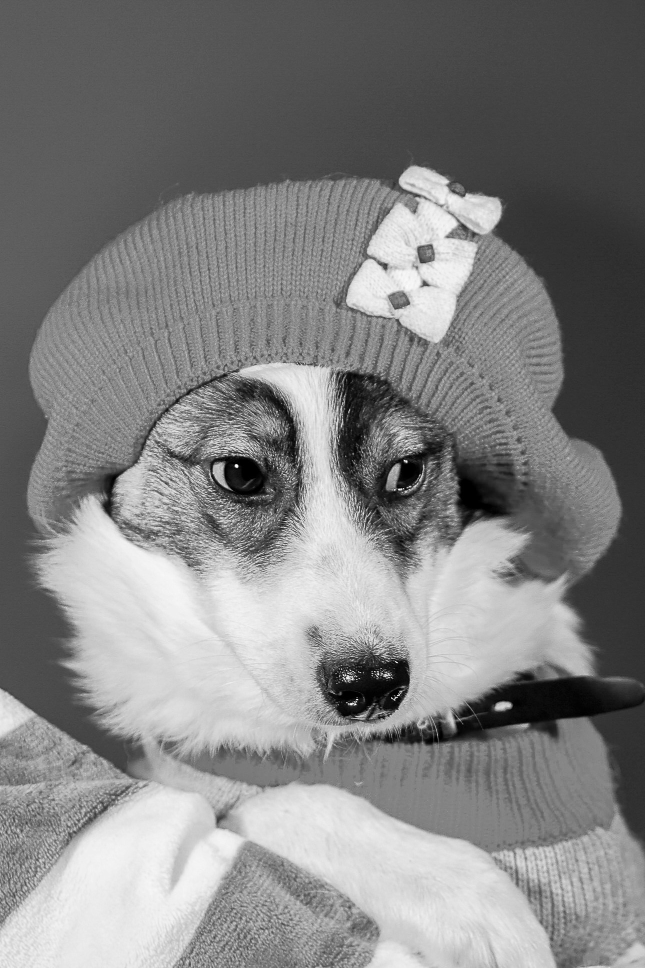 Приют четвероногий АНГЕЛ. Фотограф 📸 семейный, предметный, репортажный