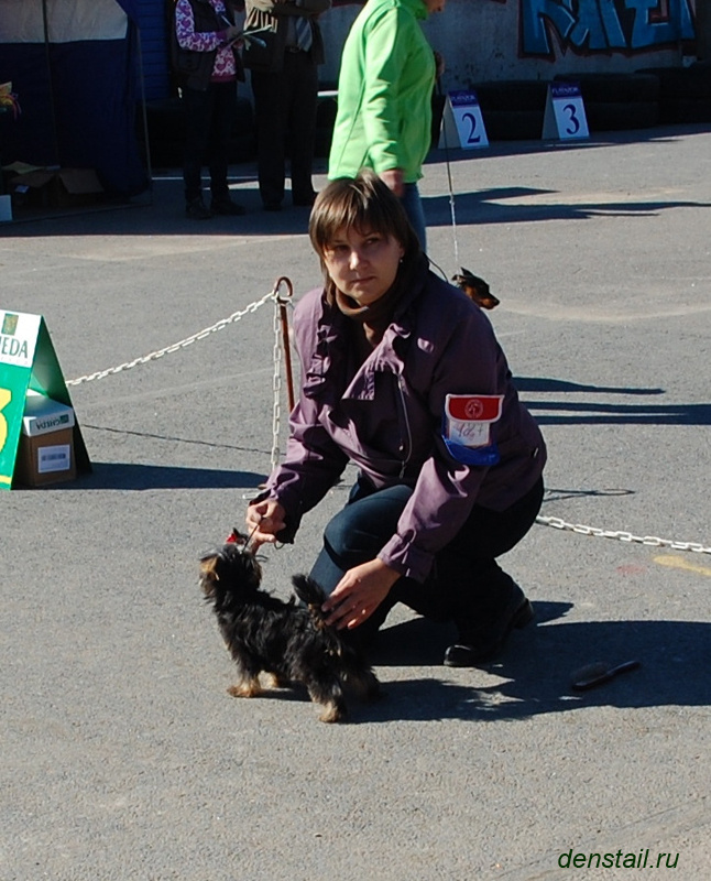 2011-2012 г Результаты выставок. Питомник Йоркширских терьеров Дэнстайл в Санкт-Петербурге заводчик Тих