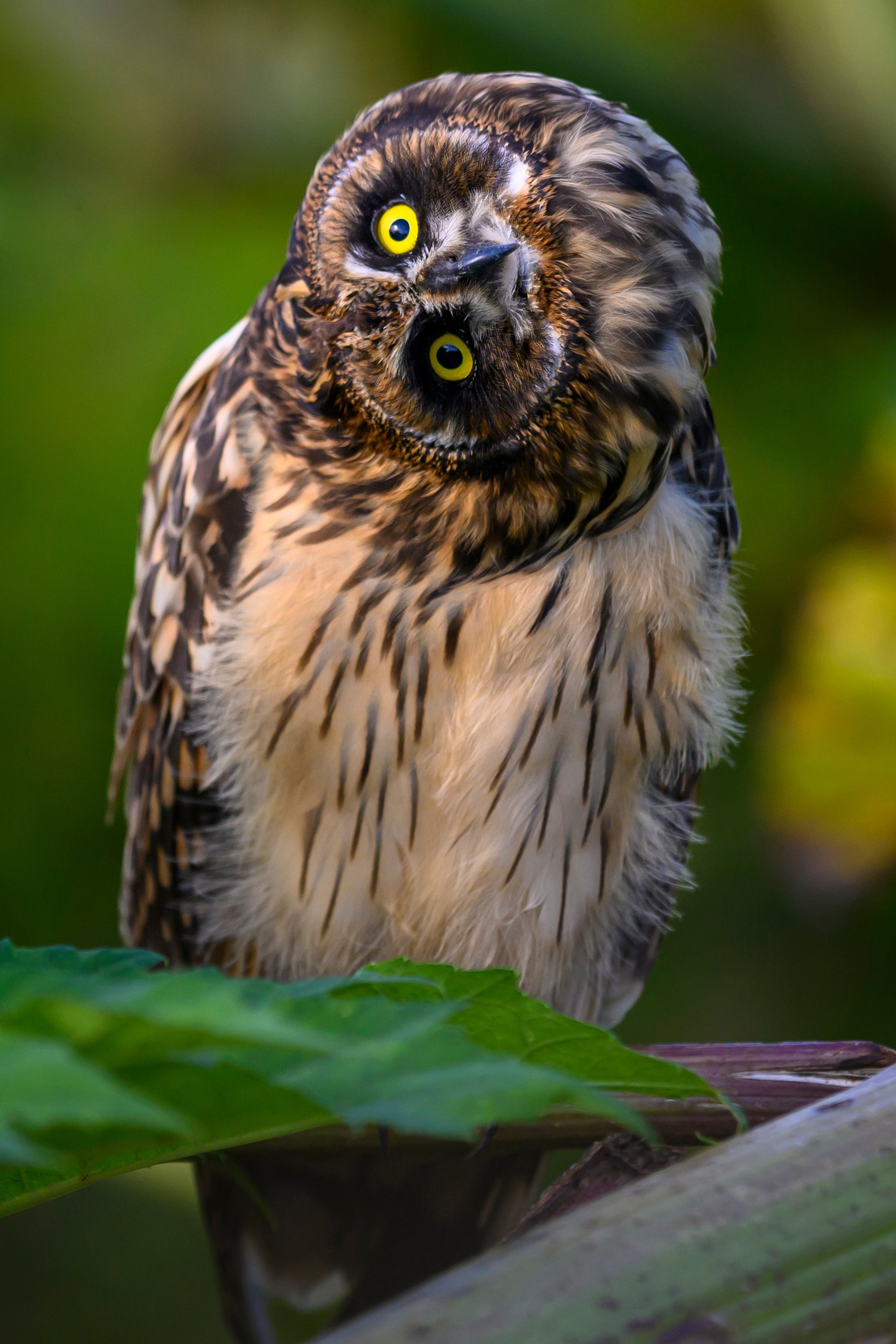 Совята-чертята. Owlets-imps. Фотограф Сергей Пупонин