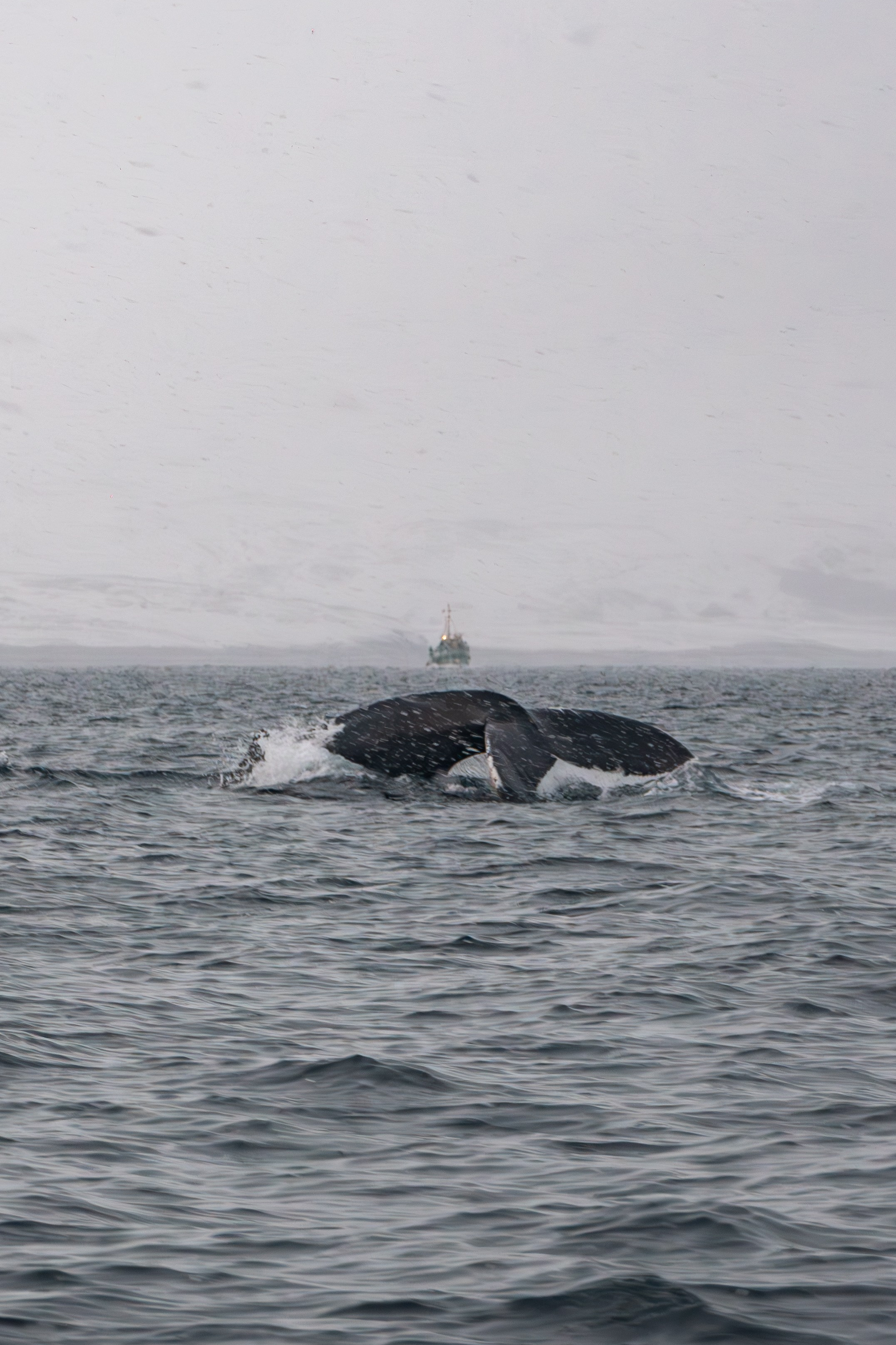 Daria wanderer photography