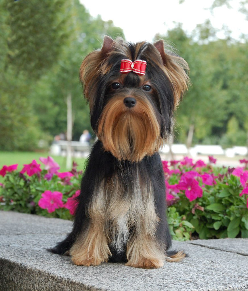 Дэнстайл Алиса. Питомник Йоркширских терьеров Дэнстайл в Санкт-Петербурге заводчик Тих