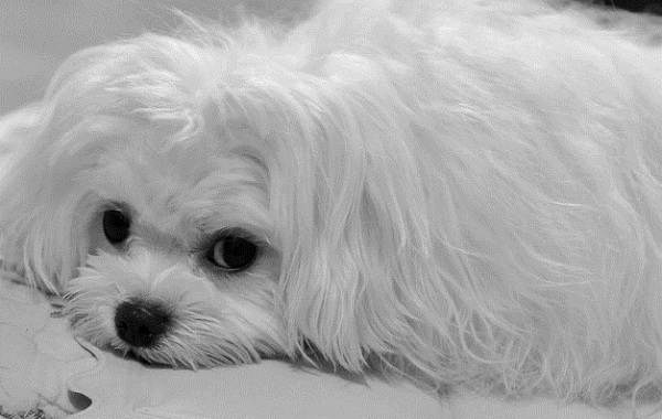 СЦЕНАРИЙ ВИДЕОРОЛИКА