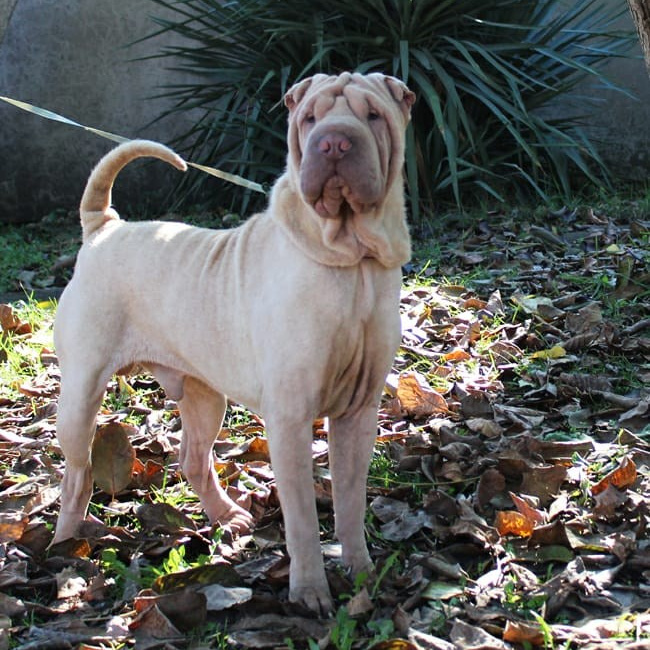 Познакомьтесь с Шар пей в Иркутске. Питомник собак Иркутск