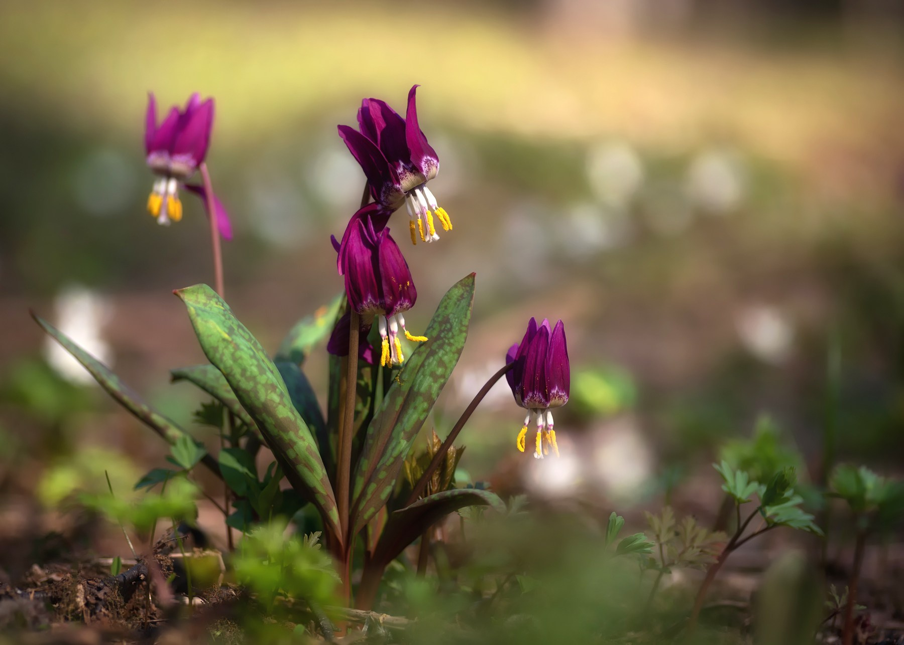 Кандык сибирский: живой реликт. Профессиональный пейзажный фотограф Алёна Рубан