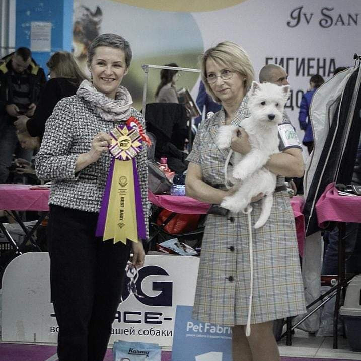 Новости питомника собак. Питомник собак породы вест хайленд вайт терьер в Москве