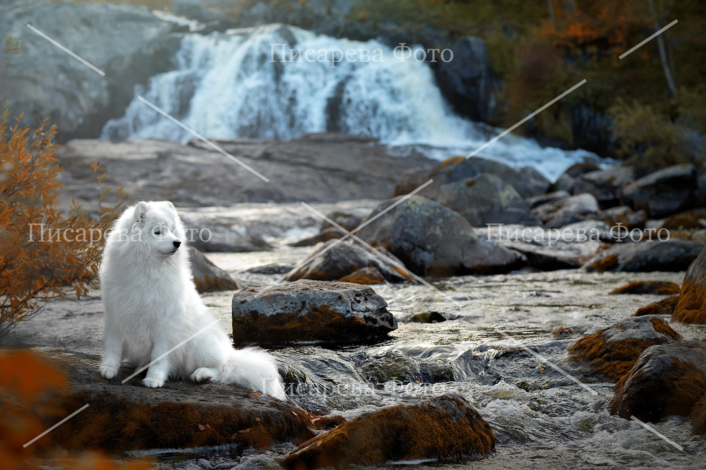 Собака породы Самоед на берегу реки Лавна