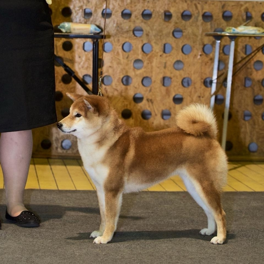 Dog show 2017. SHIOMARU Питомник сиба и акита-ину