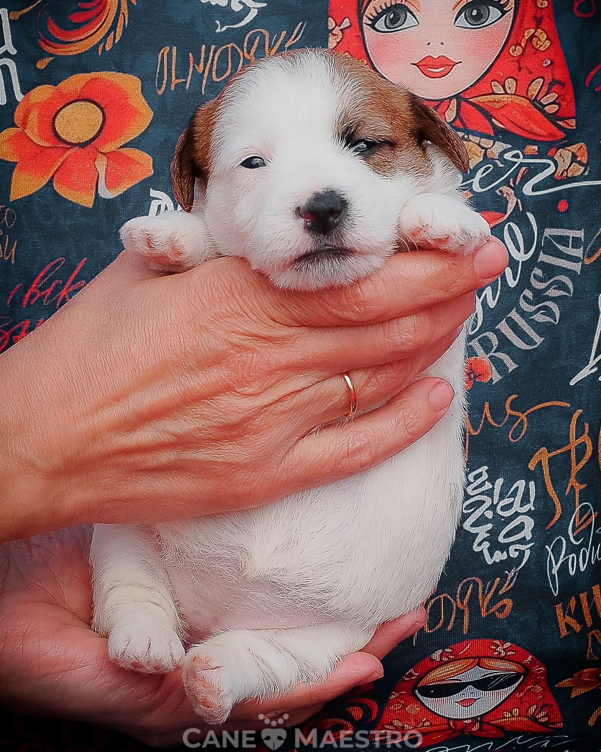 LITTER «В» 23/04/2026. CANE MAESTRO — kennel Jack Russell Terrier
