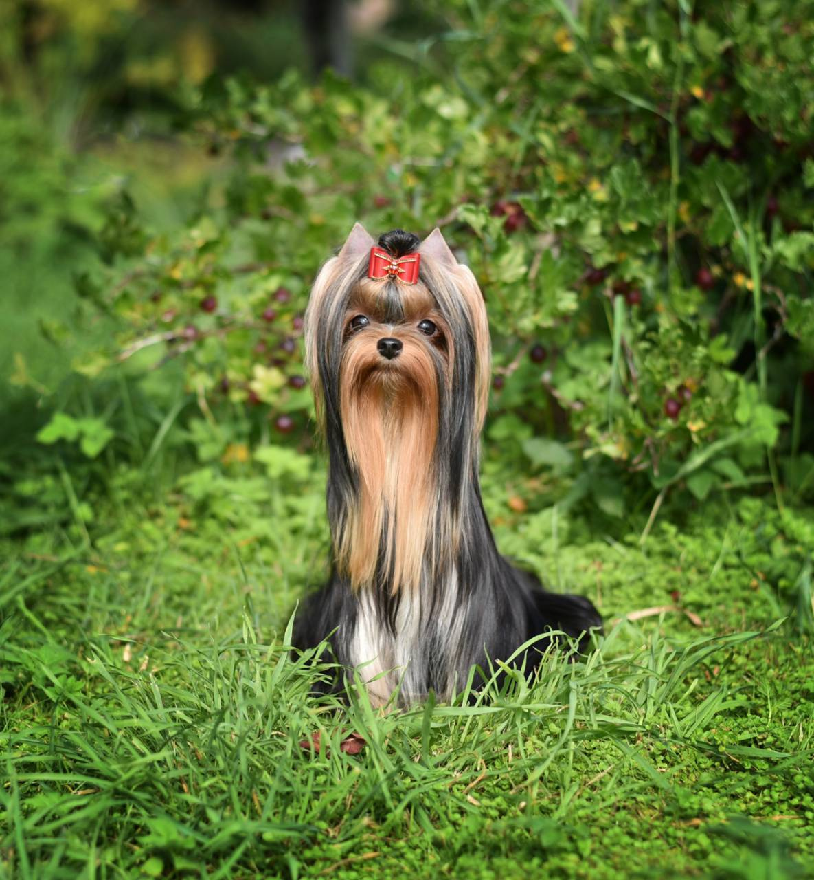 ДЭНСТАЙЛ МИЛИАННА. Питомник Йоркширских терьеров Дэнстайл в Санкт-Петербурге заводчик Тих