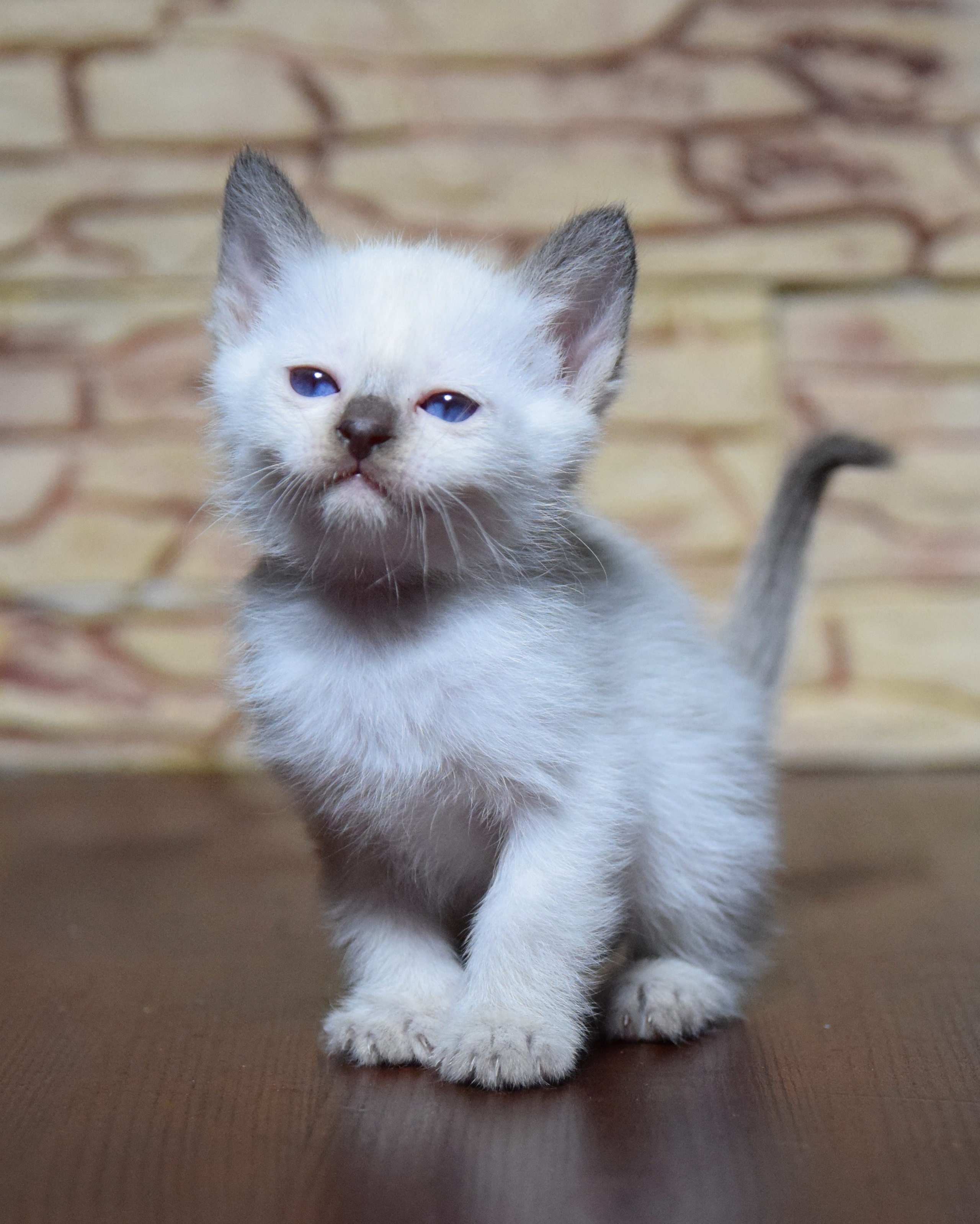 Котята. Питомник тайских кошек в Санкт-Петербурге Noyland