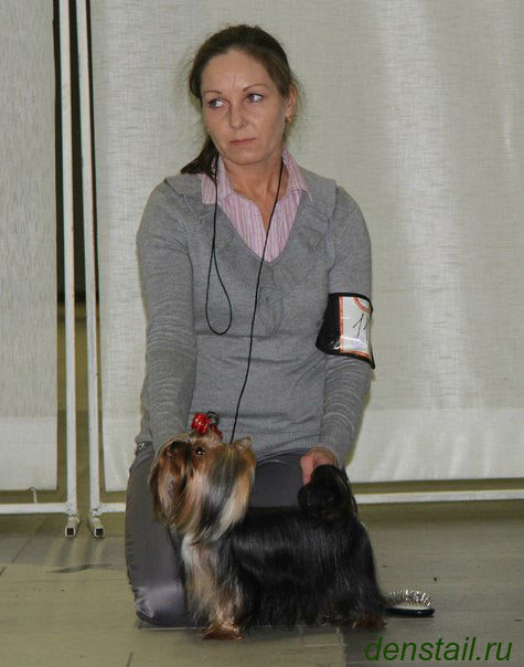 2014 г Результаты выставок. Питомник Йоркширских терьеров Дэнстайл в Санкт-Петербурге заводчик Тих