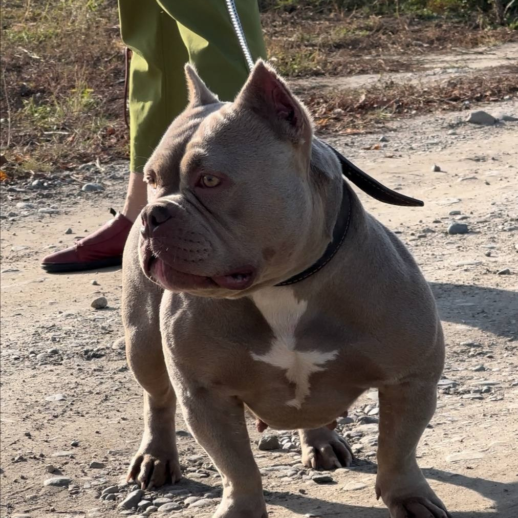Познакомьтесь с Американским Булли в Иркутске. Питомник собак Иркутск