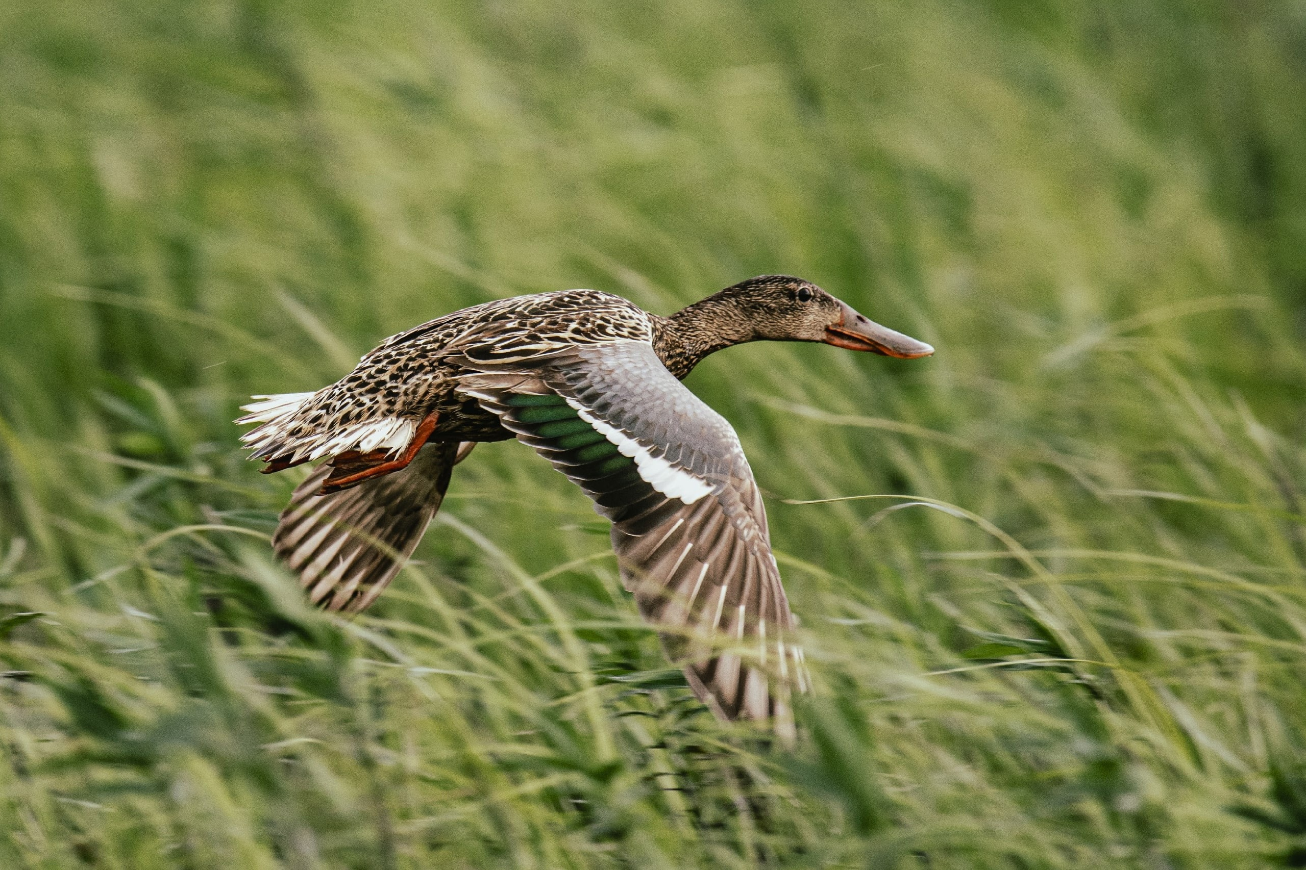 Images of wildlife. Artisistic photographs of Lena Sokolova
