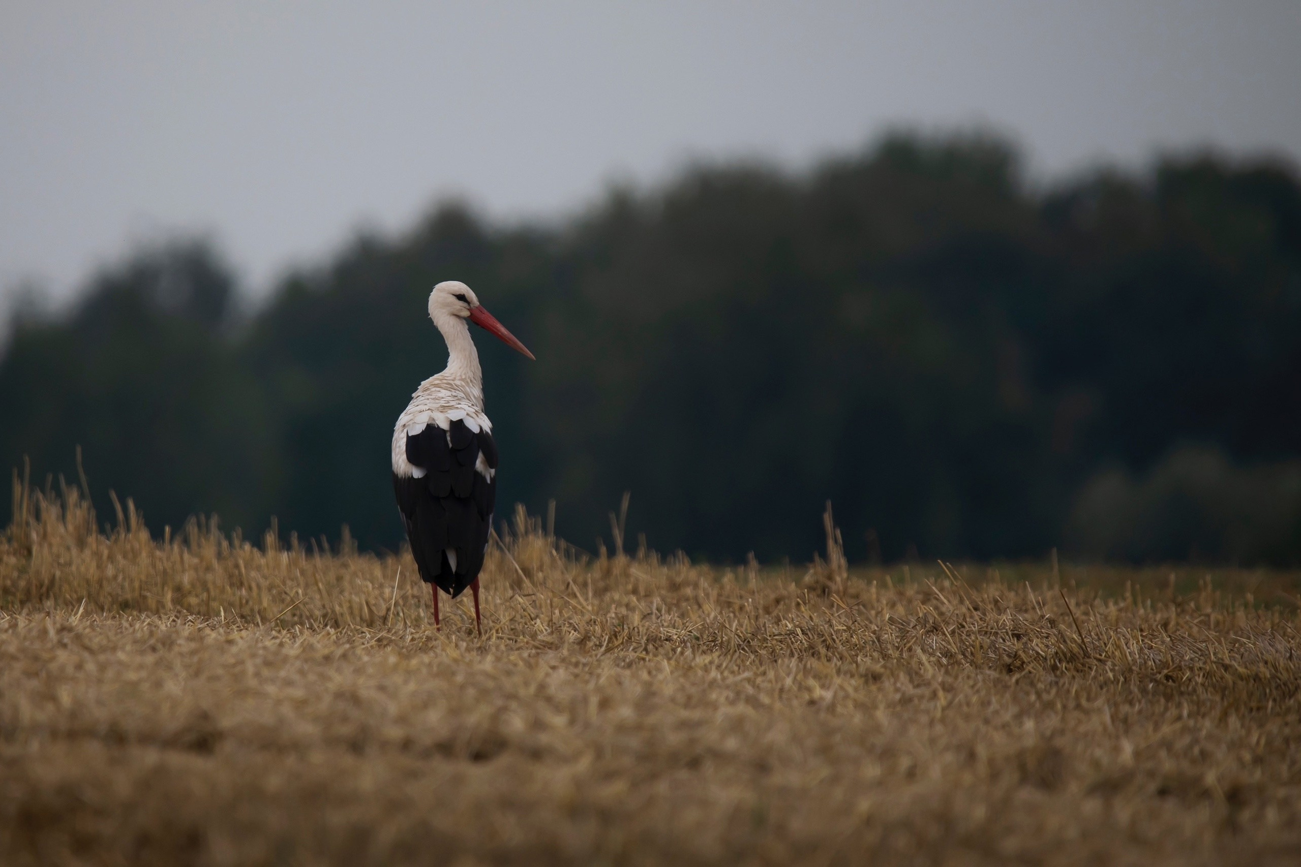 Images of wildlife. Artisistic photographs of Lena Sokolova