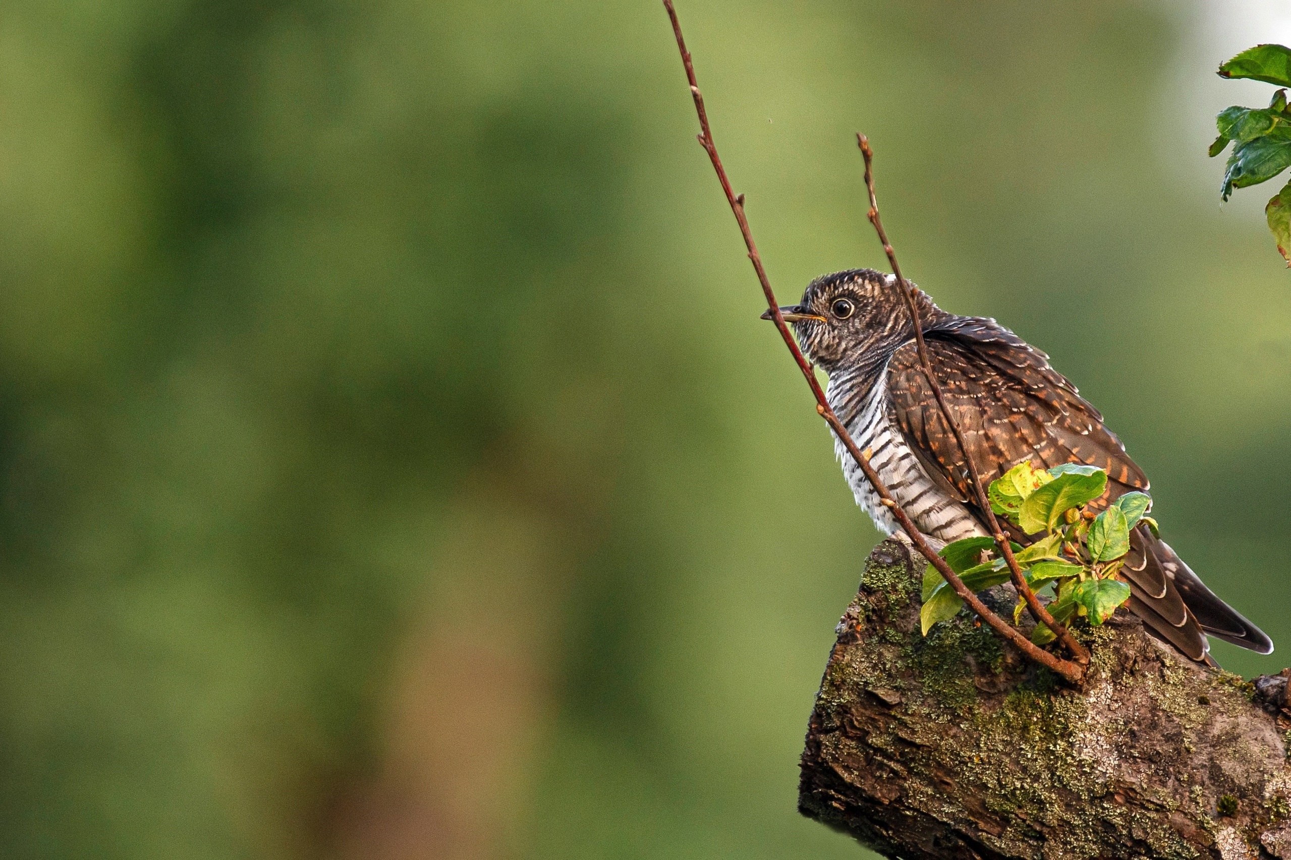 Images of wildlife. Artisistic photographs of Lena Sokolova