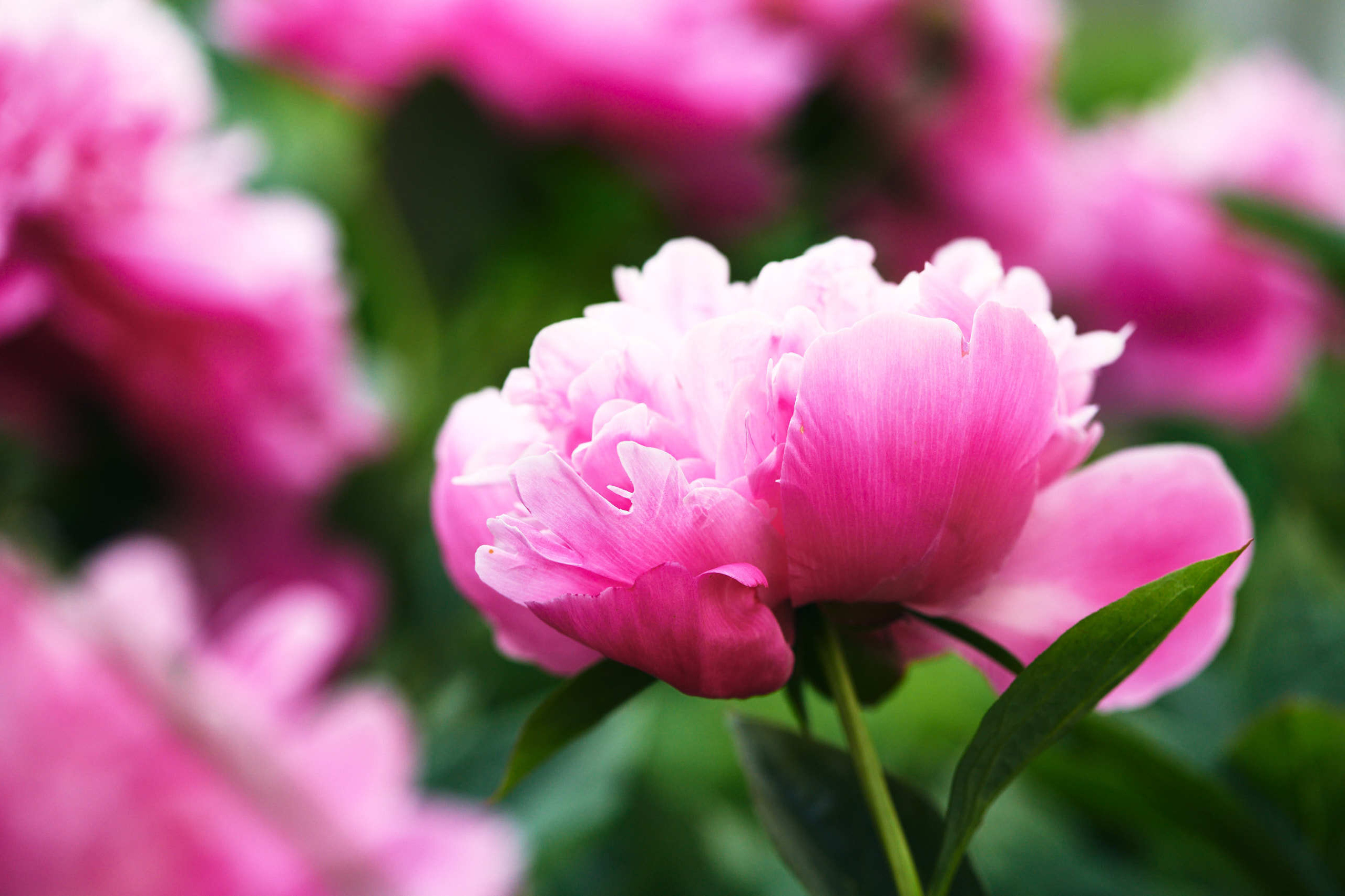 Roses. Nature and macro photography by Elena Zhukova