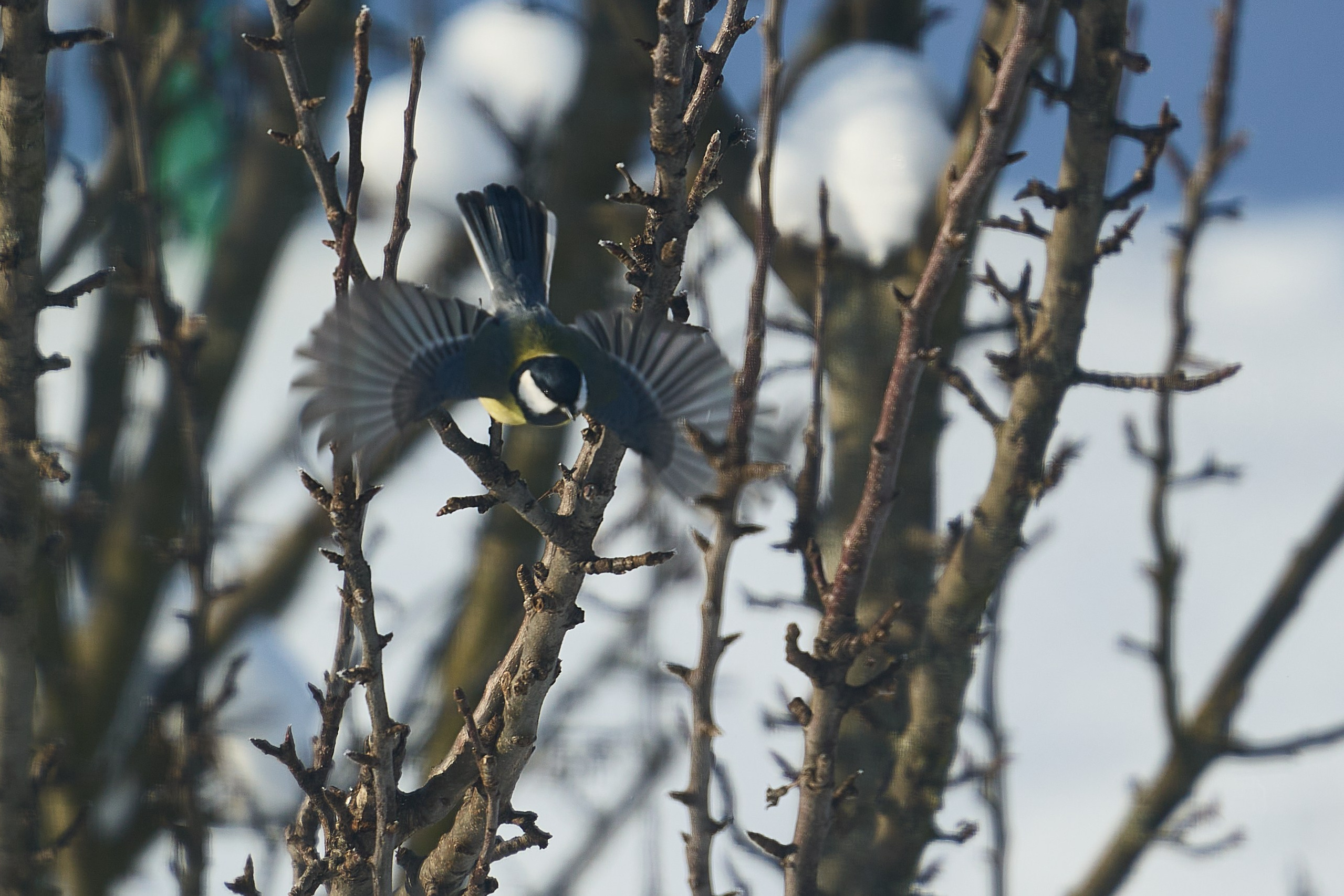 Sony a6700 + Tamron 70-180/2.8 G2. Фотографирует красивое Денис Горностаев