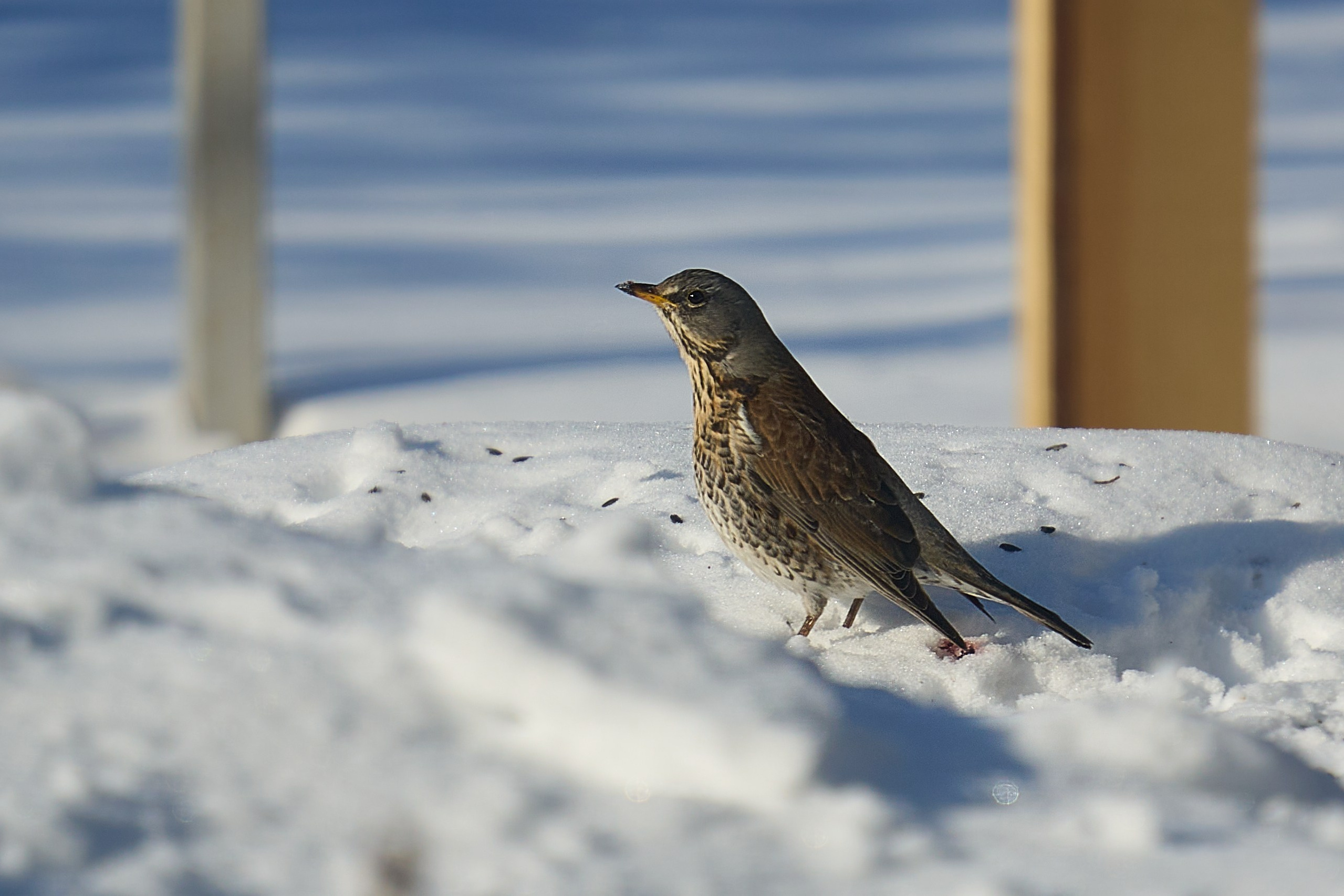 Sony a6700 + Tamron 70-180/2.8 G2. Фотографирует красивое Денис Горностаев
