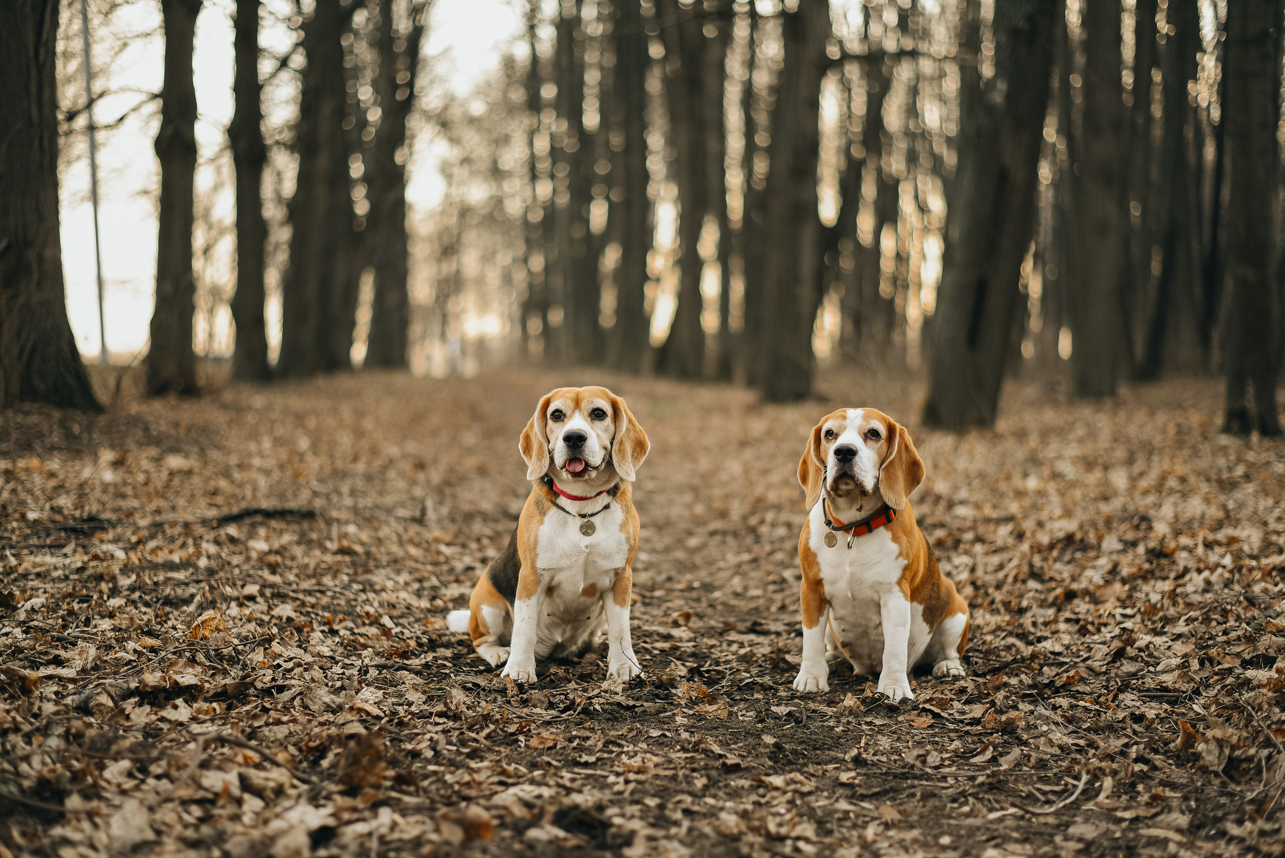 Фотопрогулка с собакой. Фотограф Москва