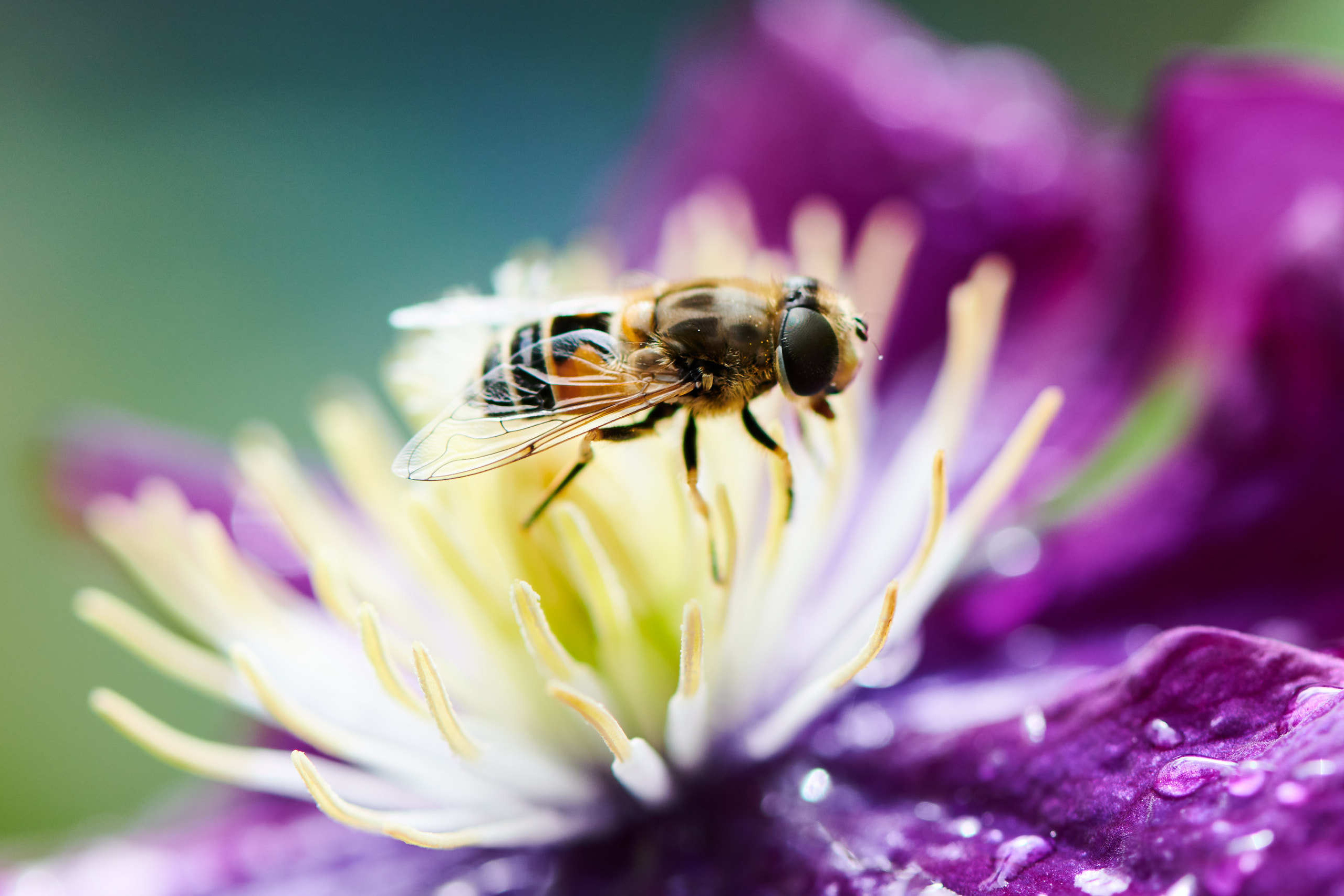 Berries. Nature and macro photography by Elena Zhukova