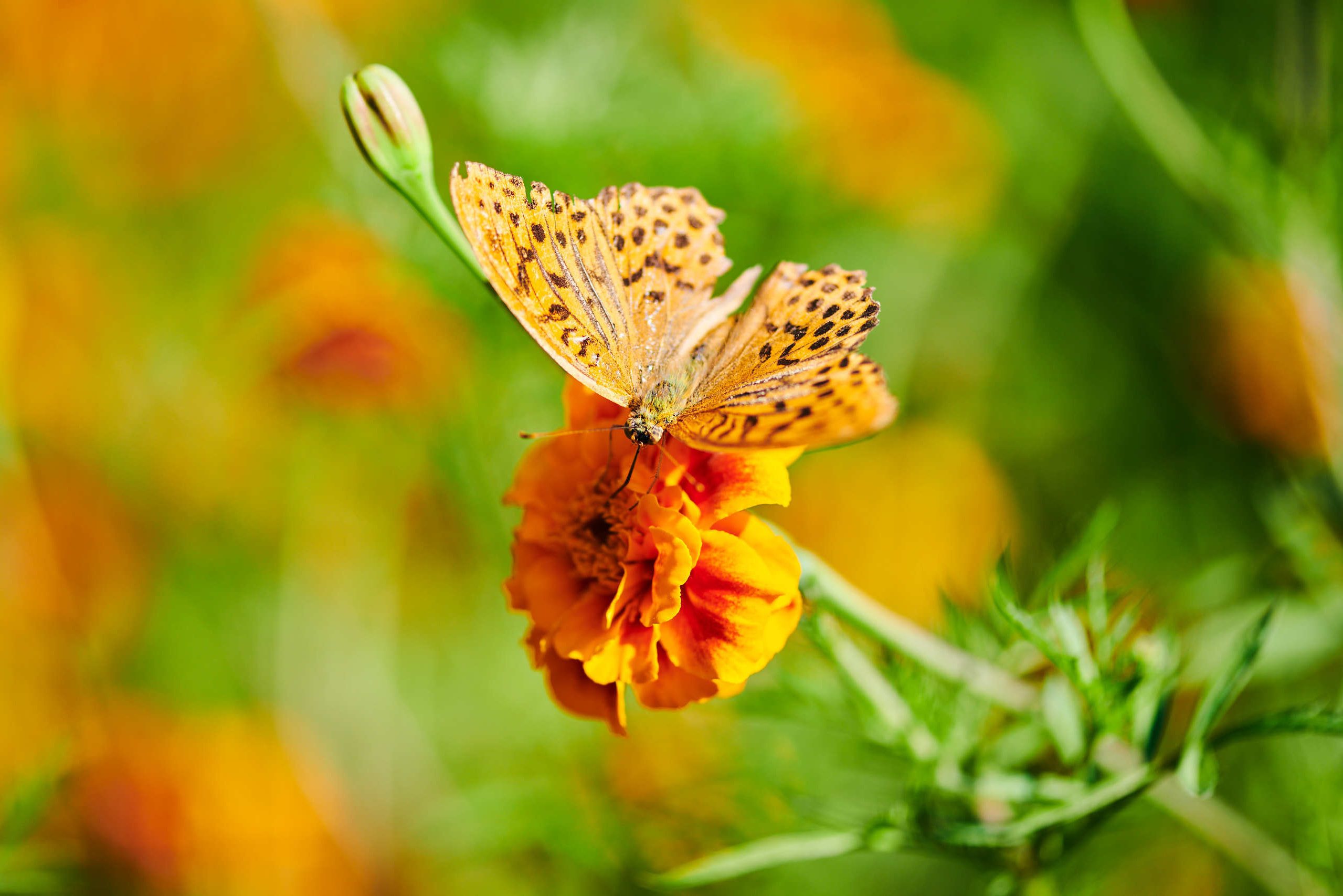 Harvest. Nature and macro photography by Elena Zhukova
