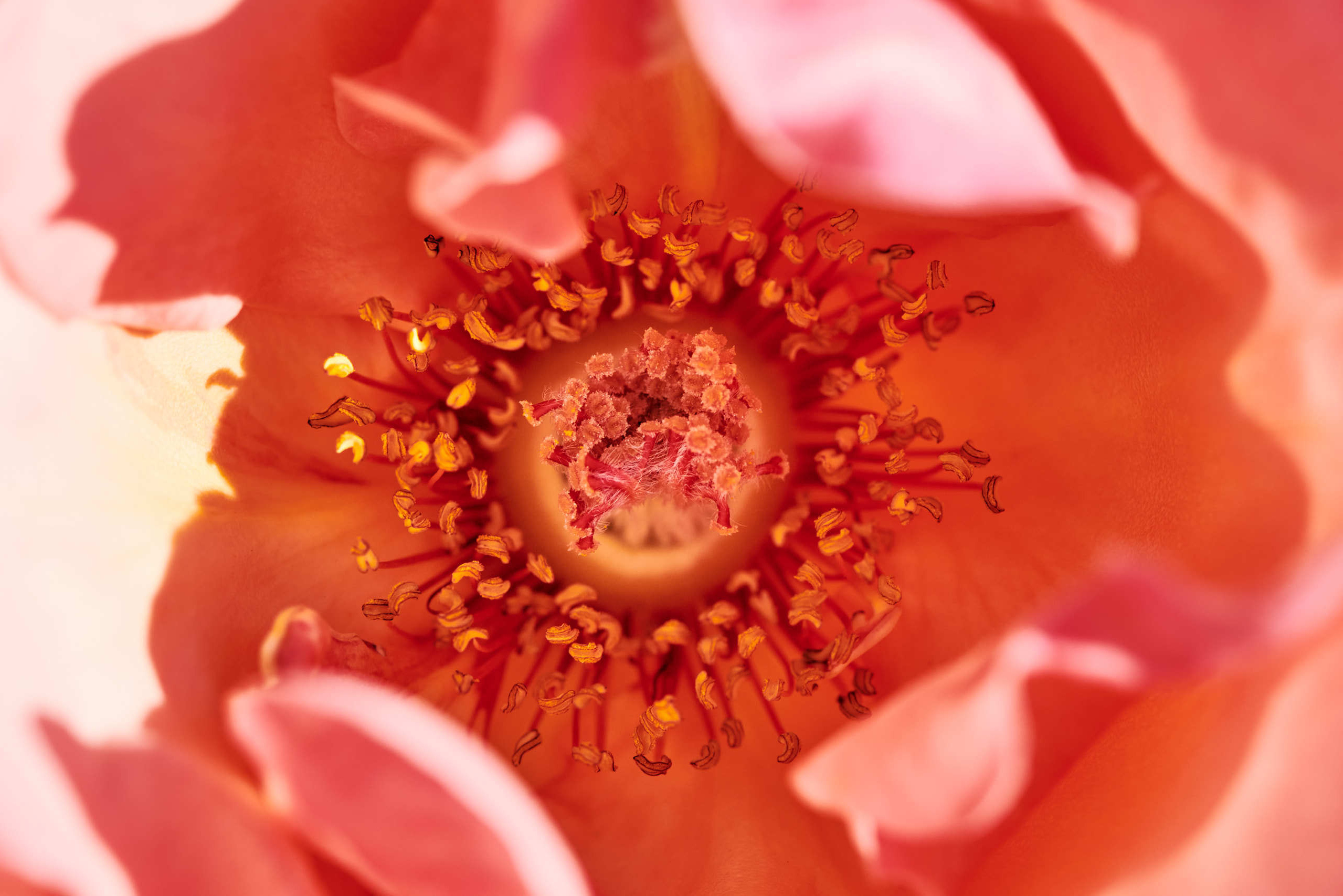 Small world. Nature and macro photography by Elena Zhukova